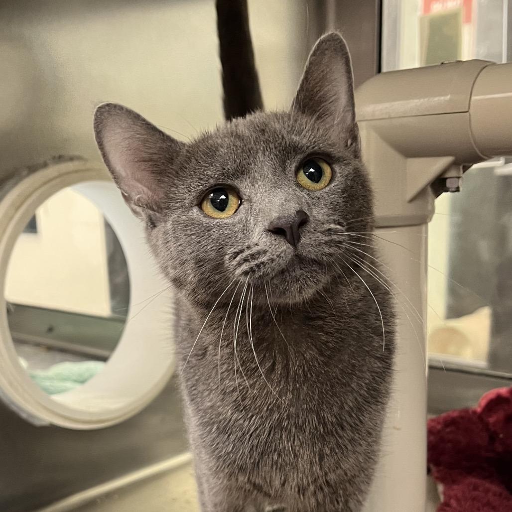 Enlarge Hayride, a Adoptable Domestic Short Hair in York, PA image 3/5