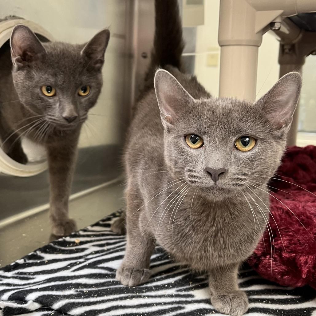 Enlarge Hayride, a Adoptable Domestic Short Hair in York, PA image 4/5