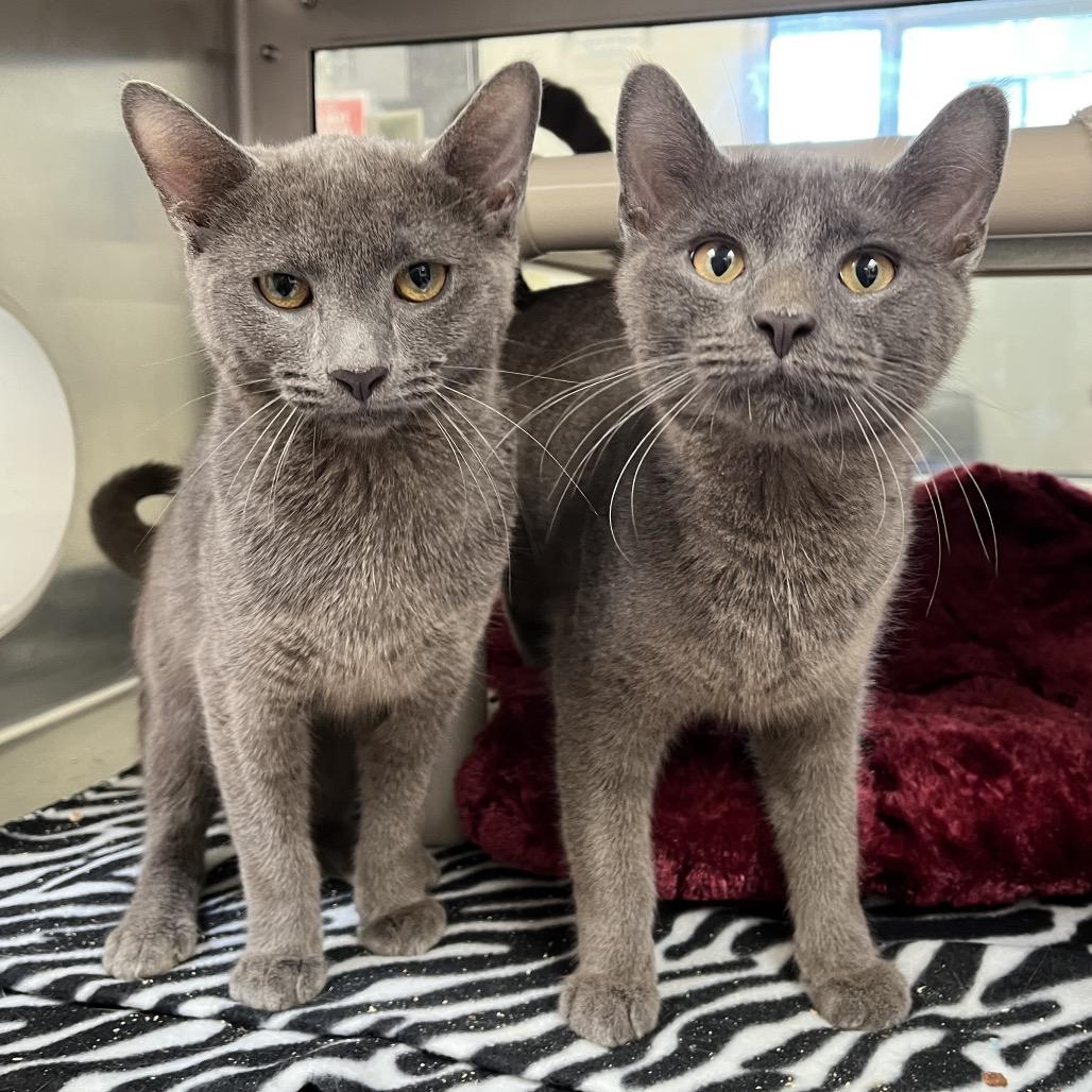Enlarge Hayride, a Adoptable Domestic Short Hair in York, PA image 5/5