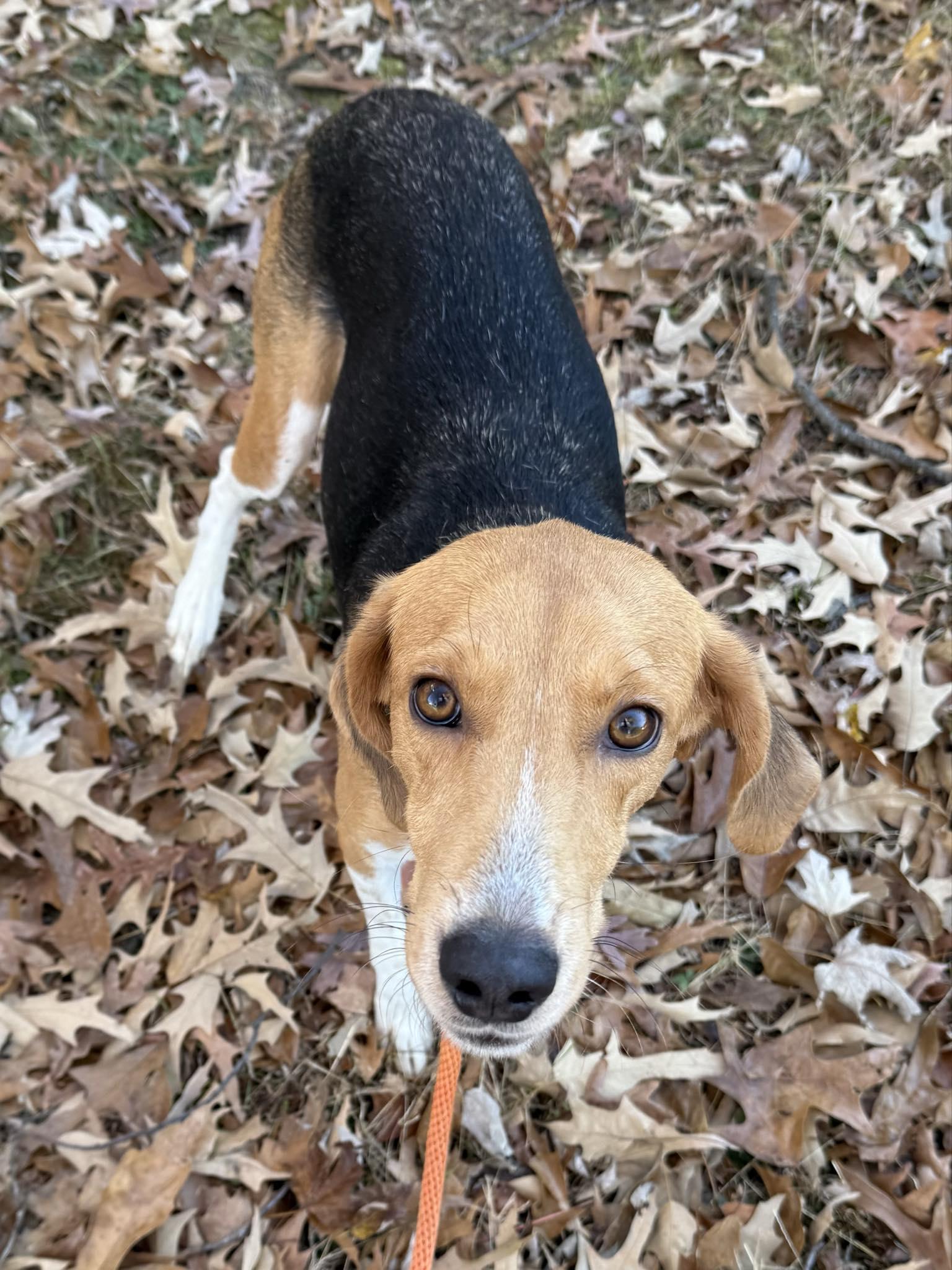 Enlarge Urban Dictionary, an adoptable American Foxhound in Millersville, MD image 1/1