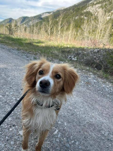 Mick, an adoptable Cavalier King Charles Spaniel in Huson, MT, 59846 | Photo Image 2