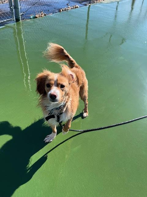 Mick, an adoptable Cavalier King Charles Spaniel in Huson, MT, 59846 | Photo Image 3