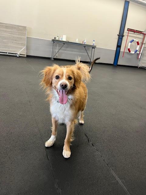 Mick, an adoptable Cavalier King Charles Spaniel in Huson, MT, 59846 | Photo Image 4