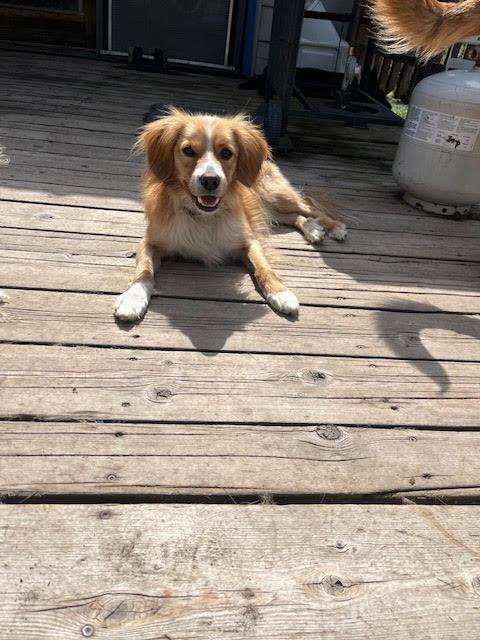Mick, an adoptable Cavalier King Charles Spaniel in Huson, MT, 59846 | Photo Image 5