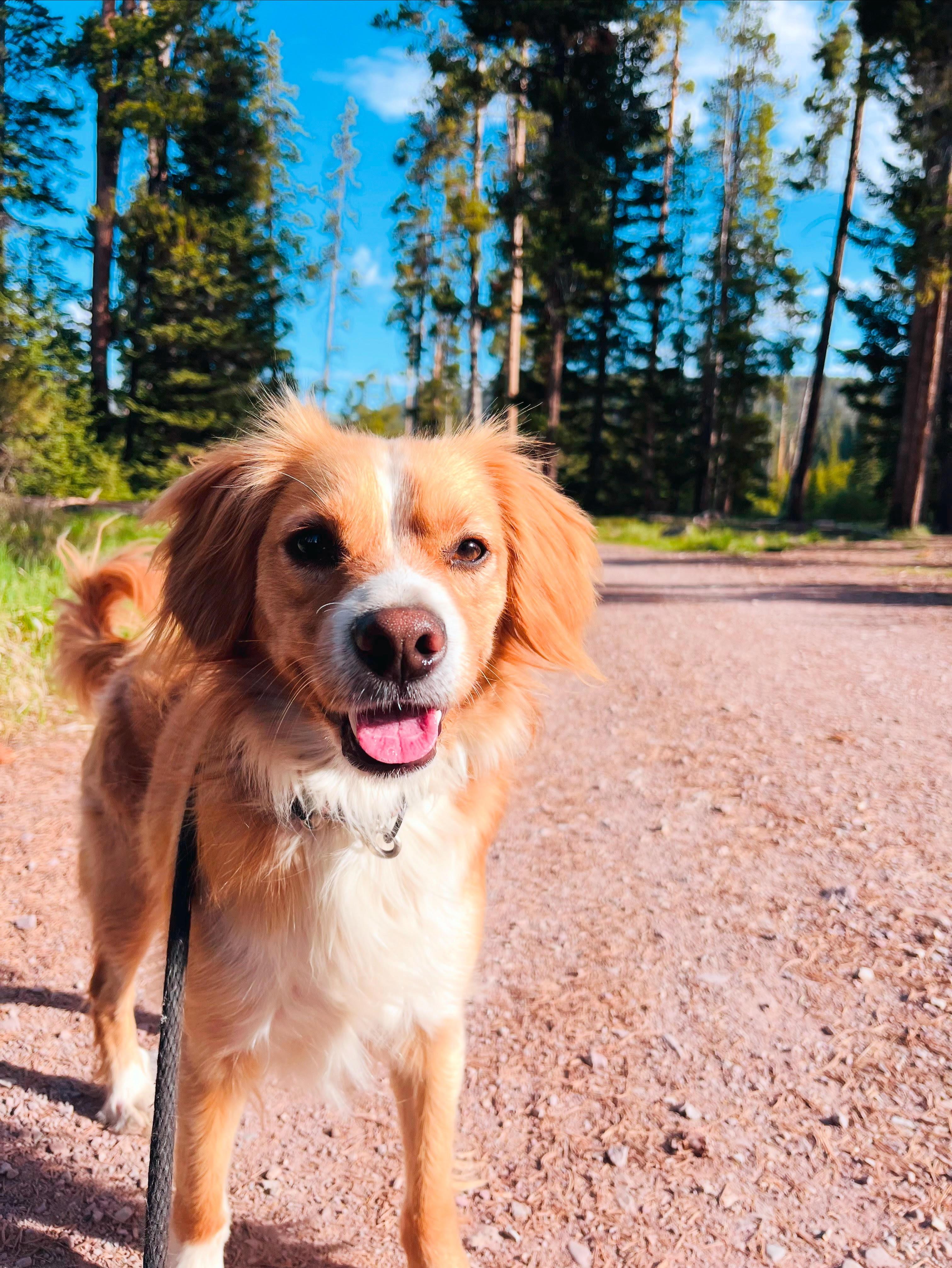 Mick, an adoptable Cavalier King Charles Spaniel in Huson, MT, 59846 | Photo Image 1