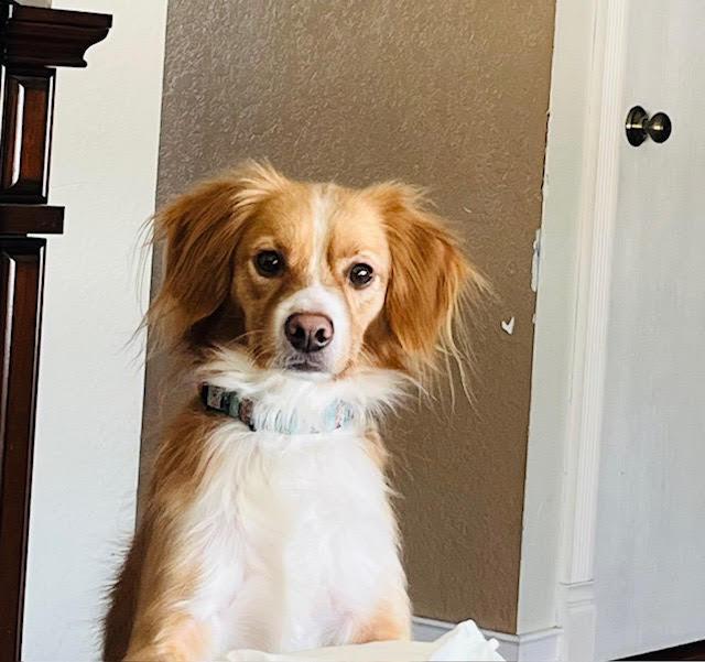 Mick, an adoptable Cavalier King Charles Spaniel in Huson, MT, 59846 | Photo Image 6