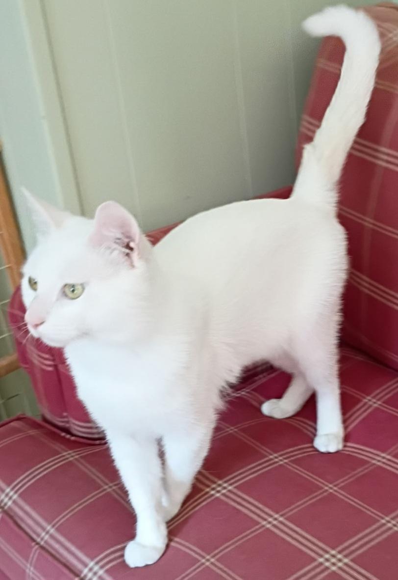 Olsen Clover-dog tolerant