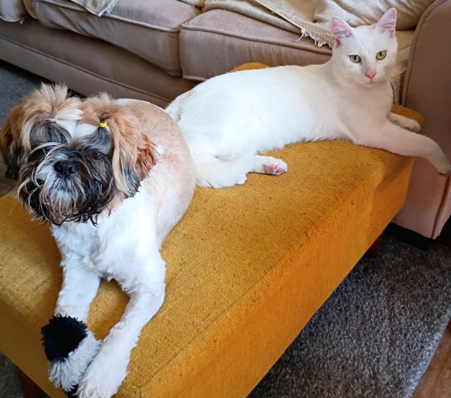 Olsen Clover-dog tolerant