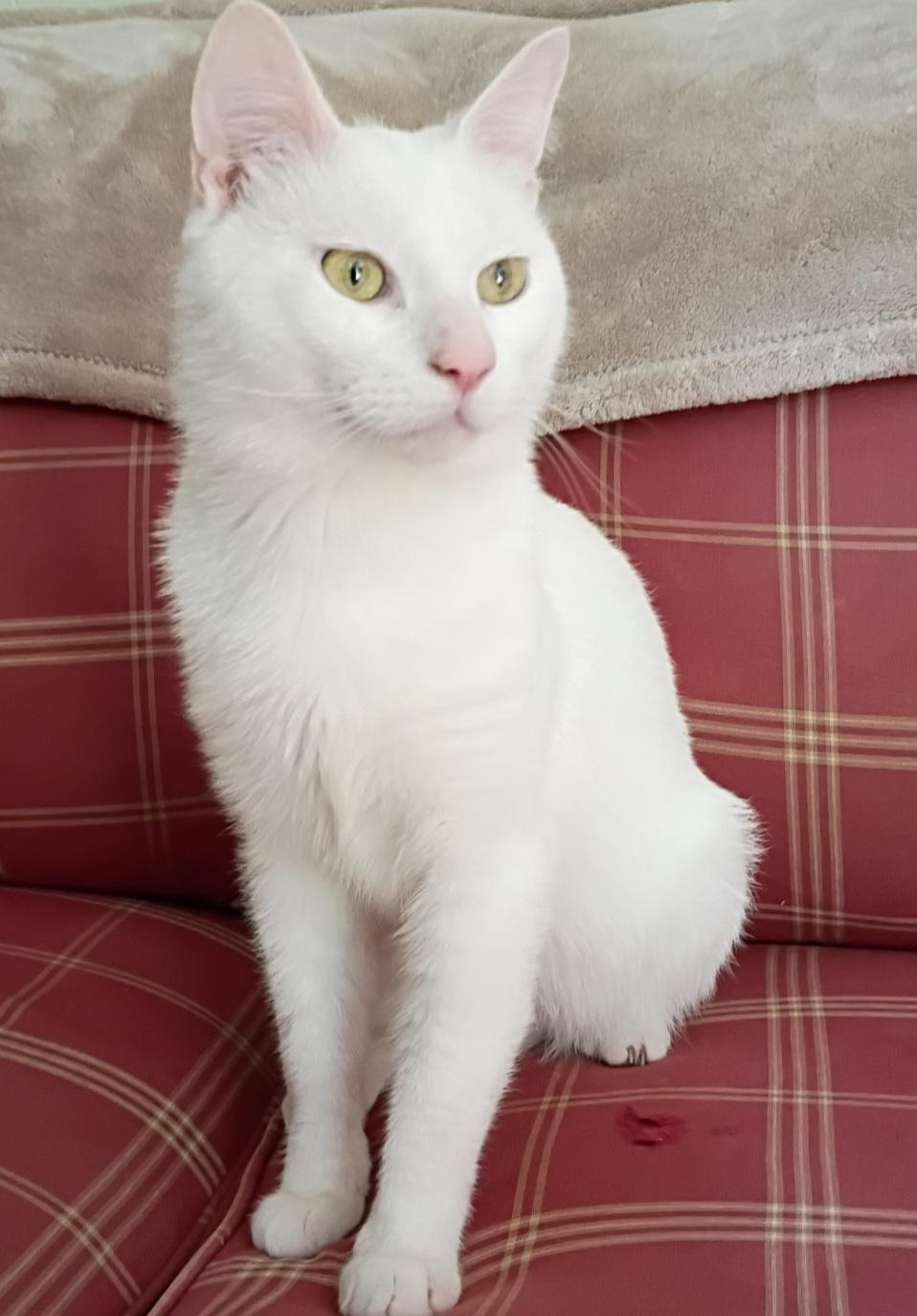 Olsen Clover-dog tolerant