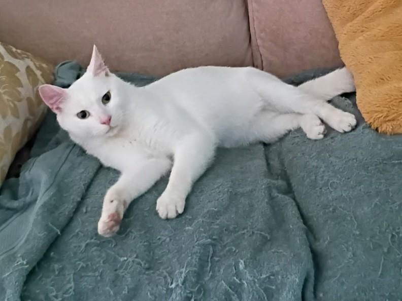 Olsen Clover-dog tolerant