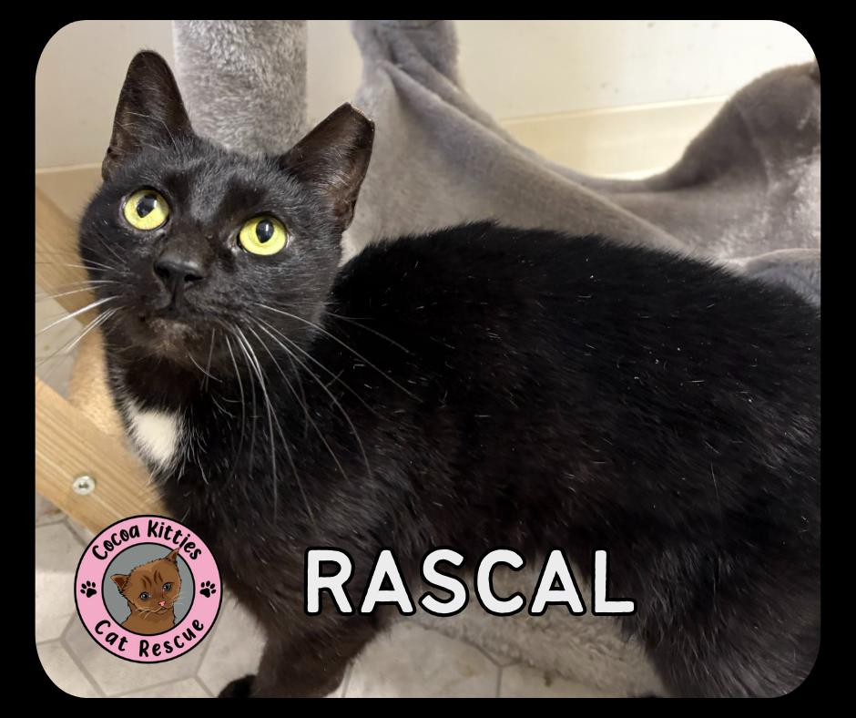 Rascal, Adoptable, Adult Female Domestic Short Hair.