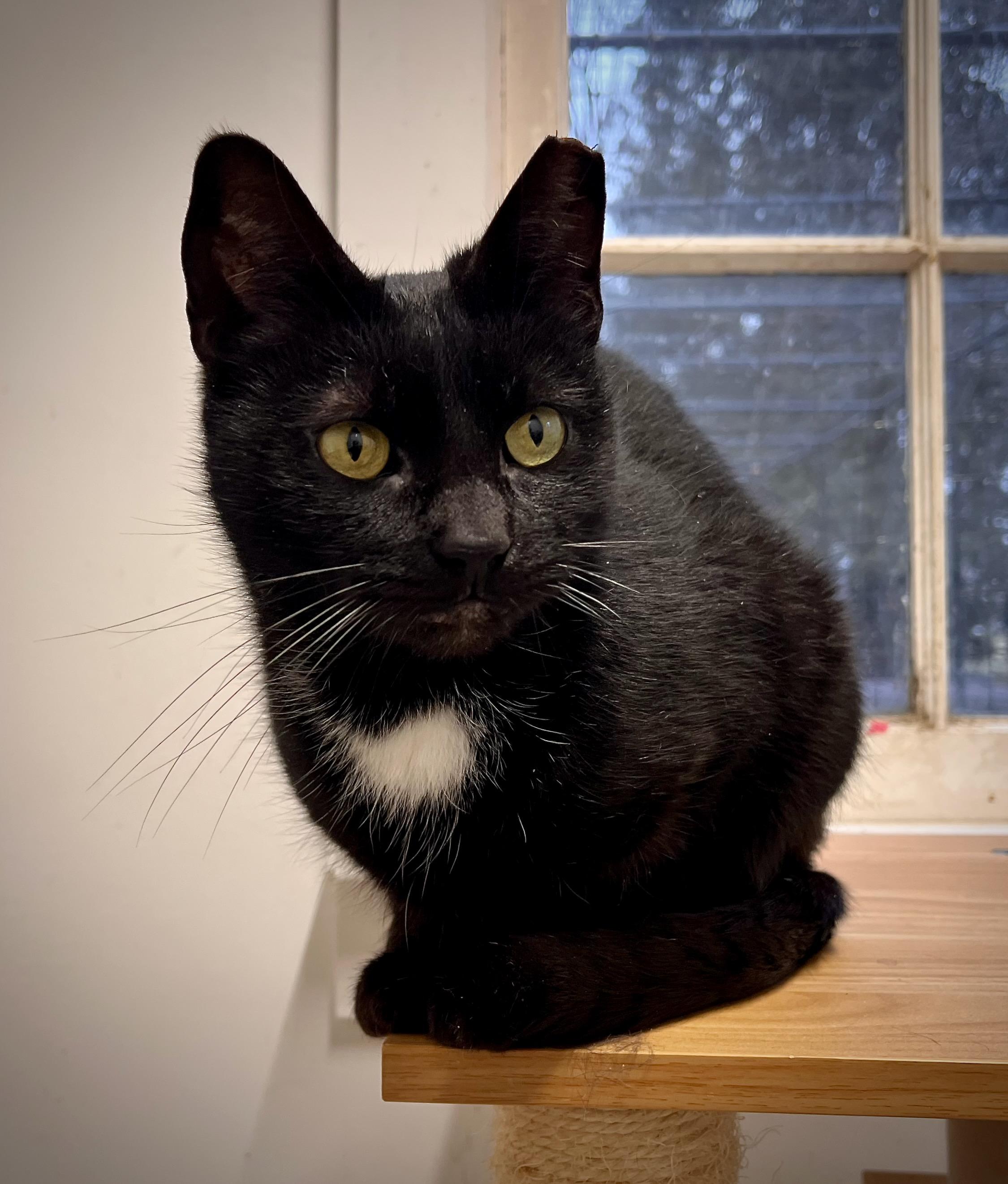 Rascal, a Adoptable mixed breed in Hershey, PA image 2/6