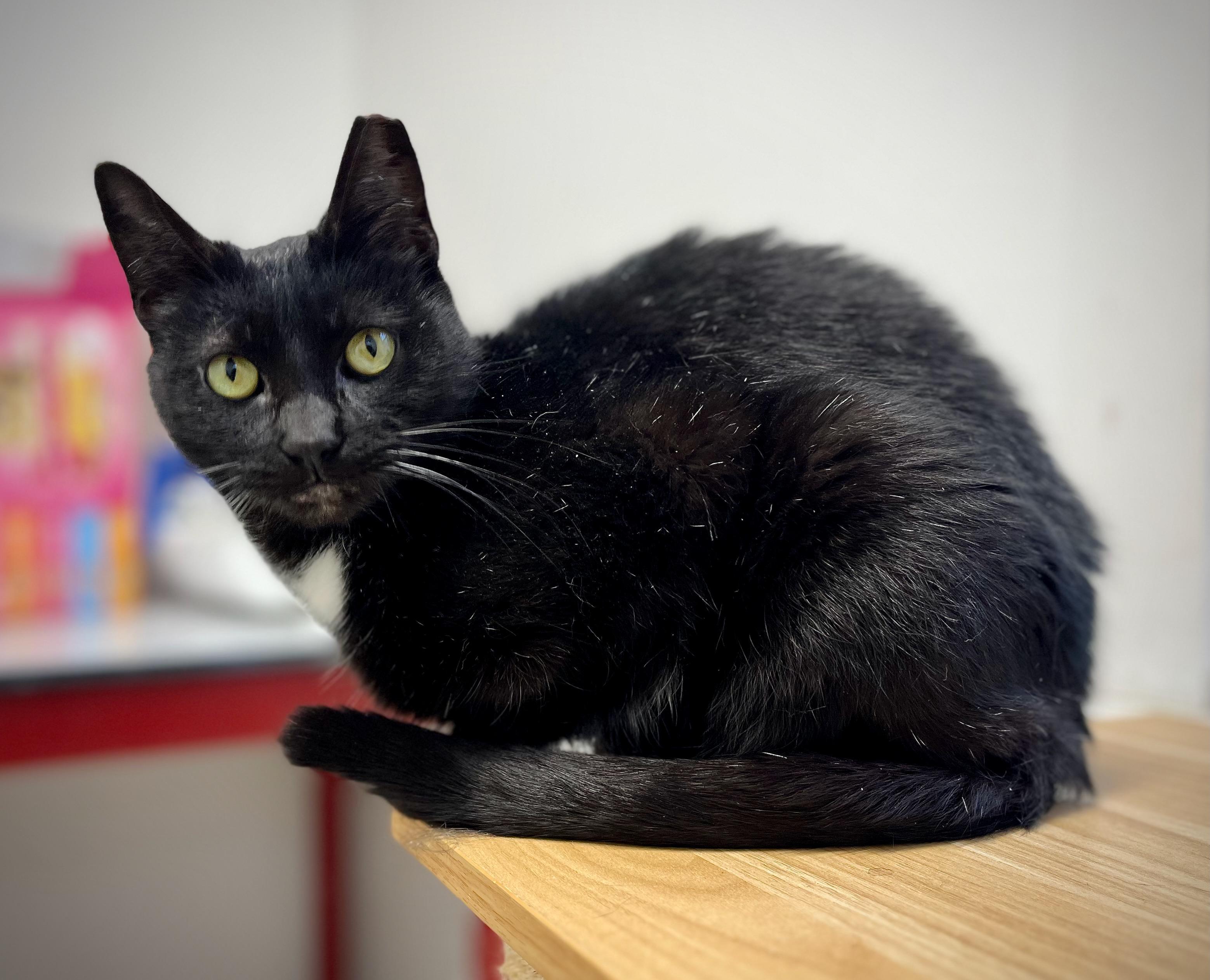Rascal, a Adoptable mixed breed in Hershey, PA image 3/6