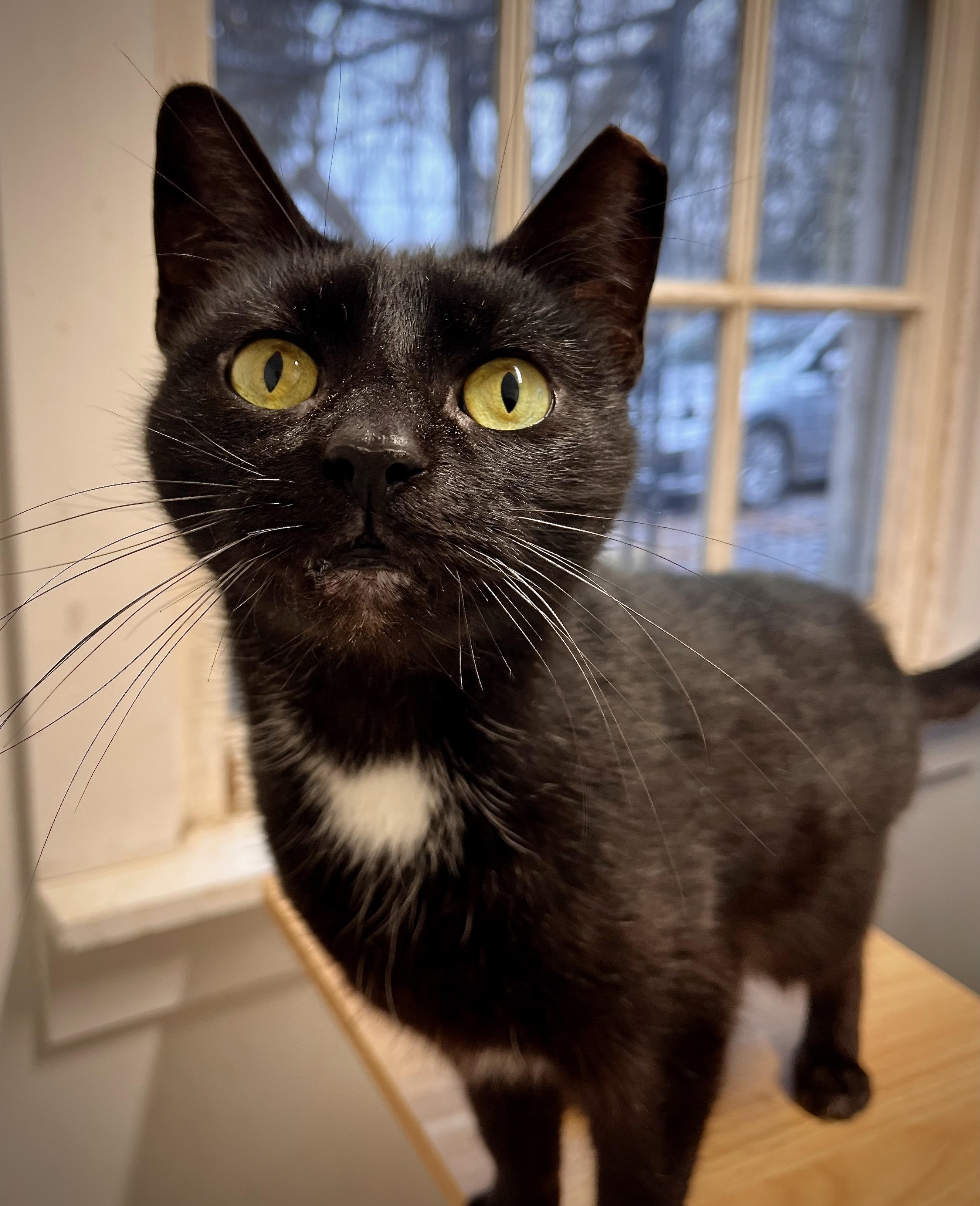 Rascal, a Adoptable mixed breed in Hershey, PA image 5/6