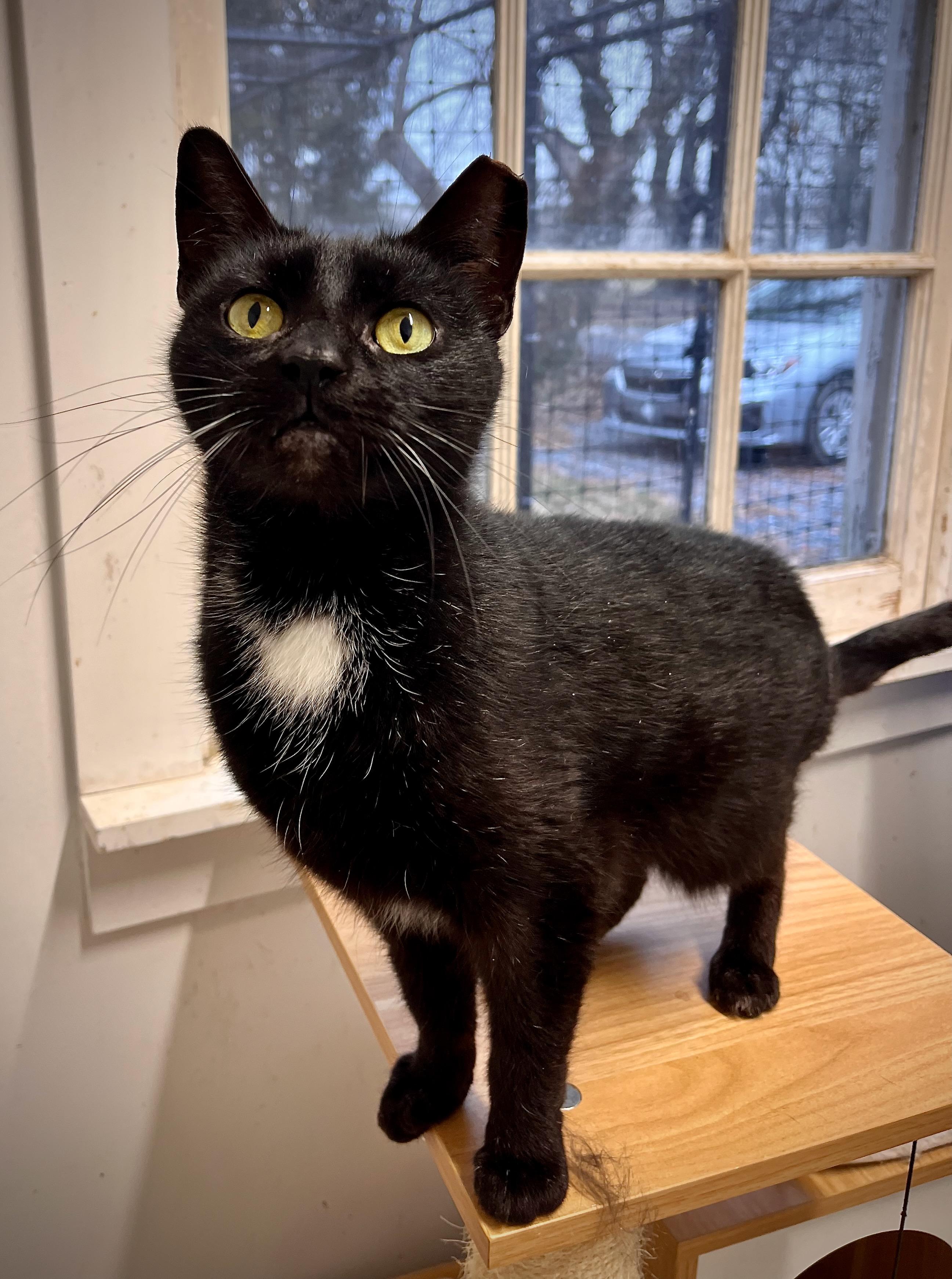Rascal, a Adoptable mixed breed in Hershey, PA image 6/6