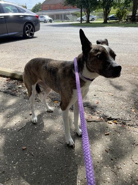 Enlarge Wisteria (rn Trixie), a Adoptable mixed breed in Mobile, AL image 1/1