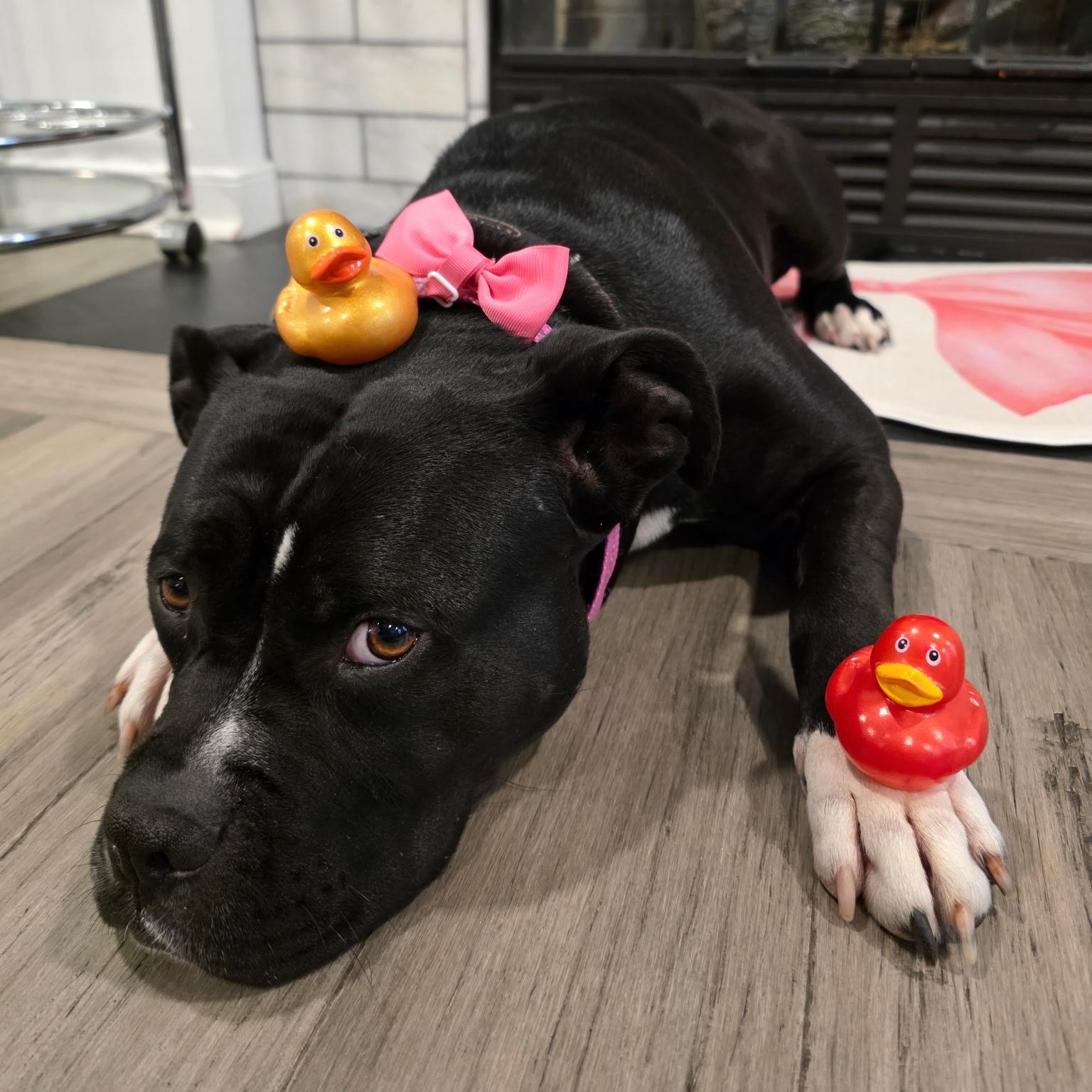 Wednesday, a Adoptable mixed breed in Richmond, VA image 5/5