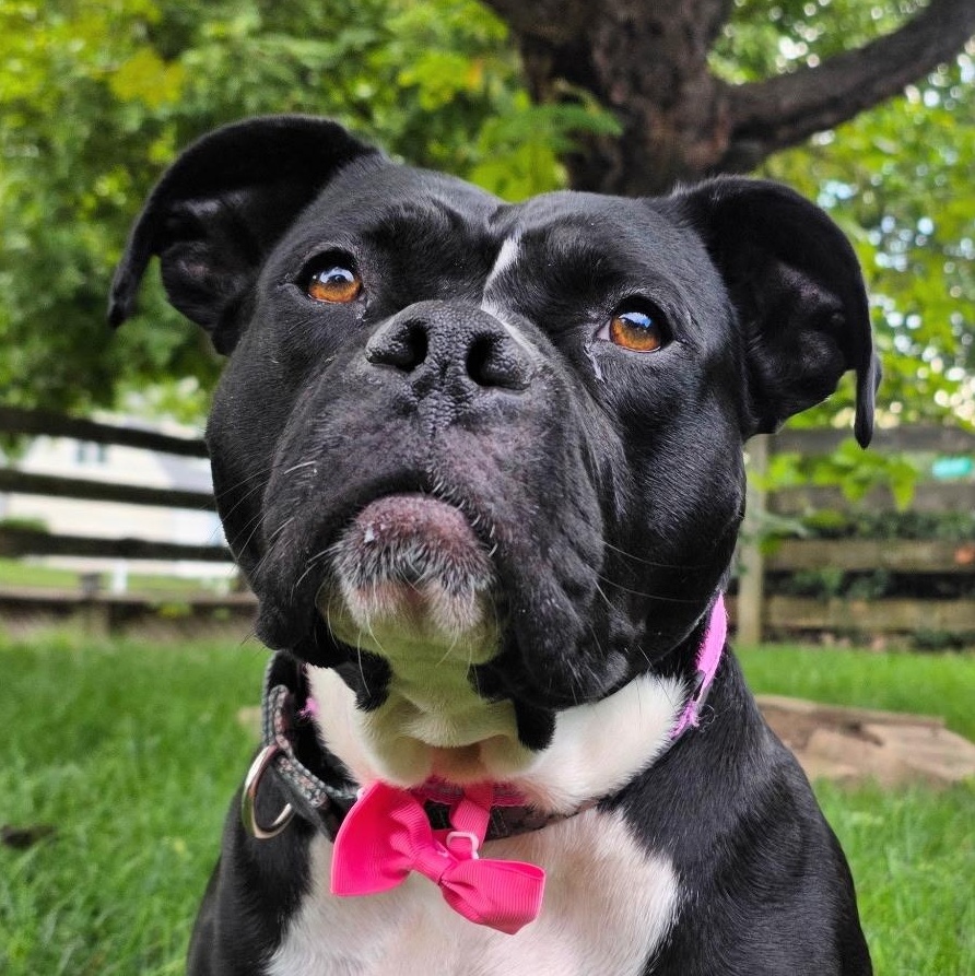 Wednesday, Adoptable, Young Female Pit Bull Terrier.