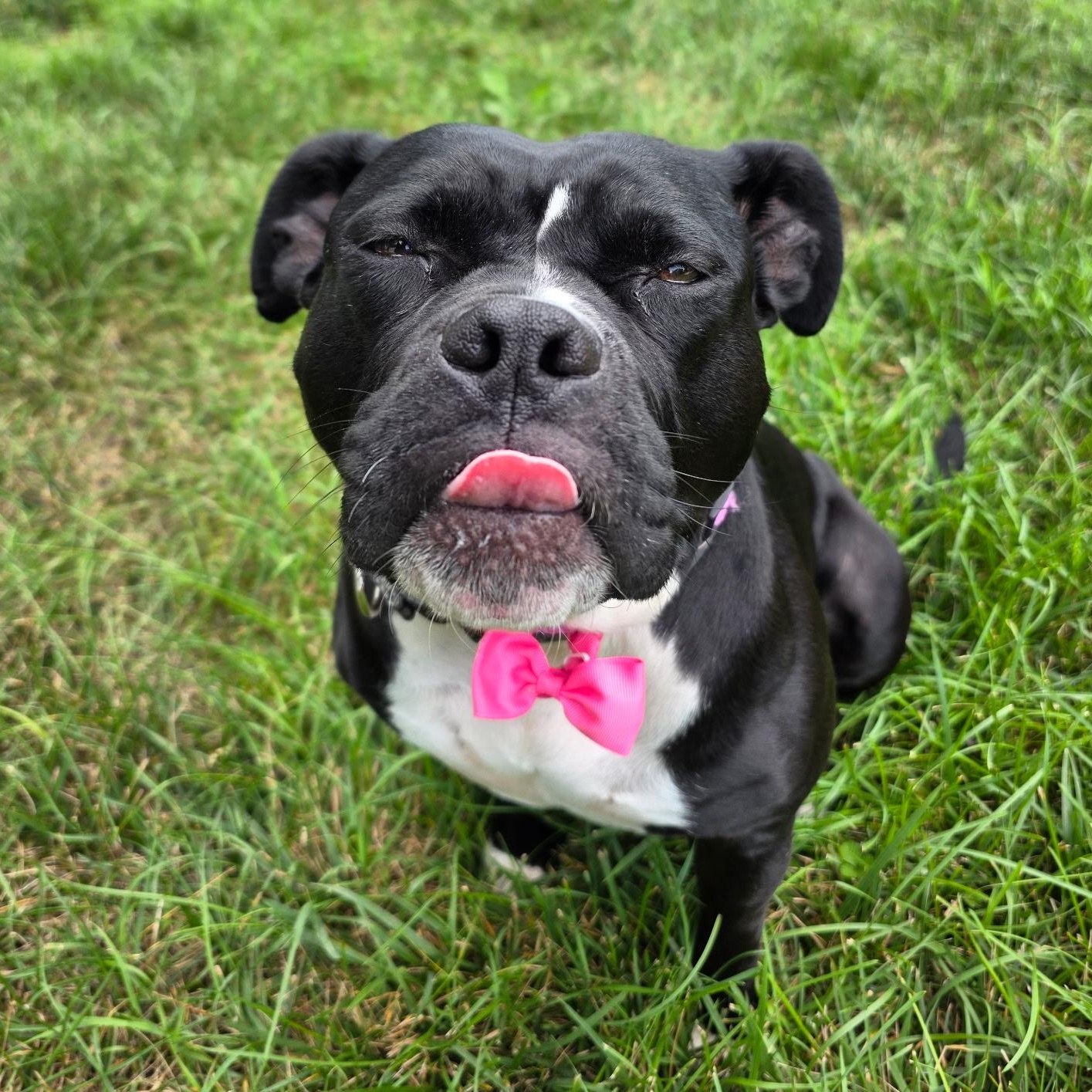 Wednesday, a Adoptable mixed breed in Richmond, VA image 2/5