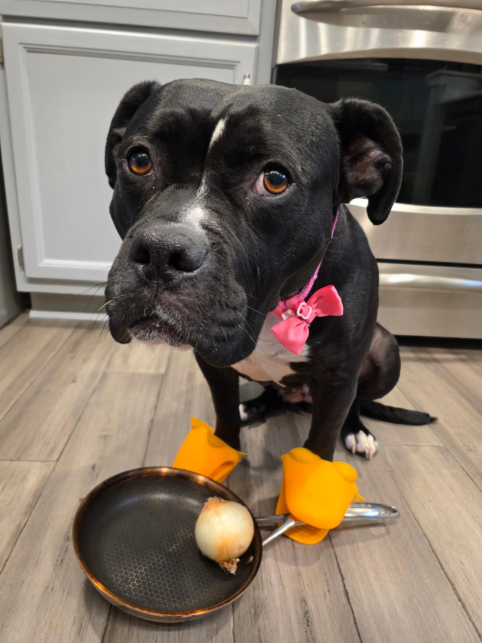 Wednesday, a Adoptable mixed breed in Richmond, VA image 3/5