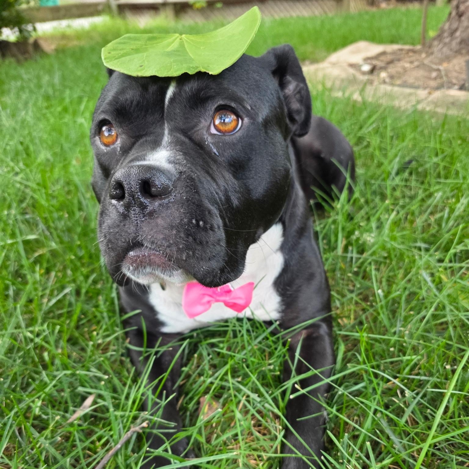 Wednesday, a Adoptable mixed breed in Richmond, VA image 4/5