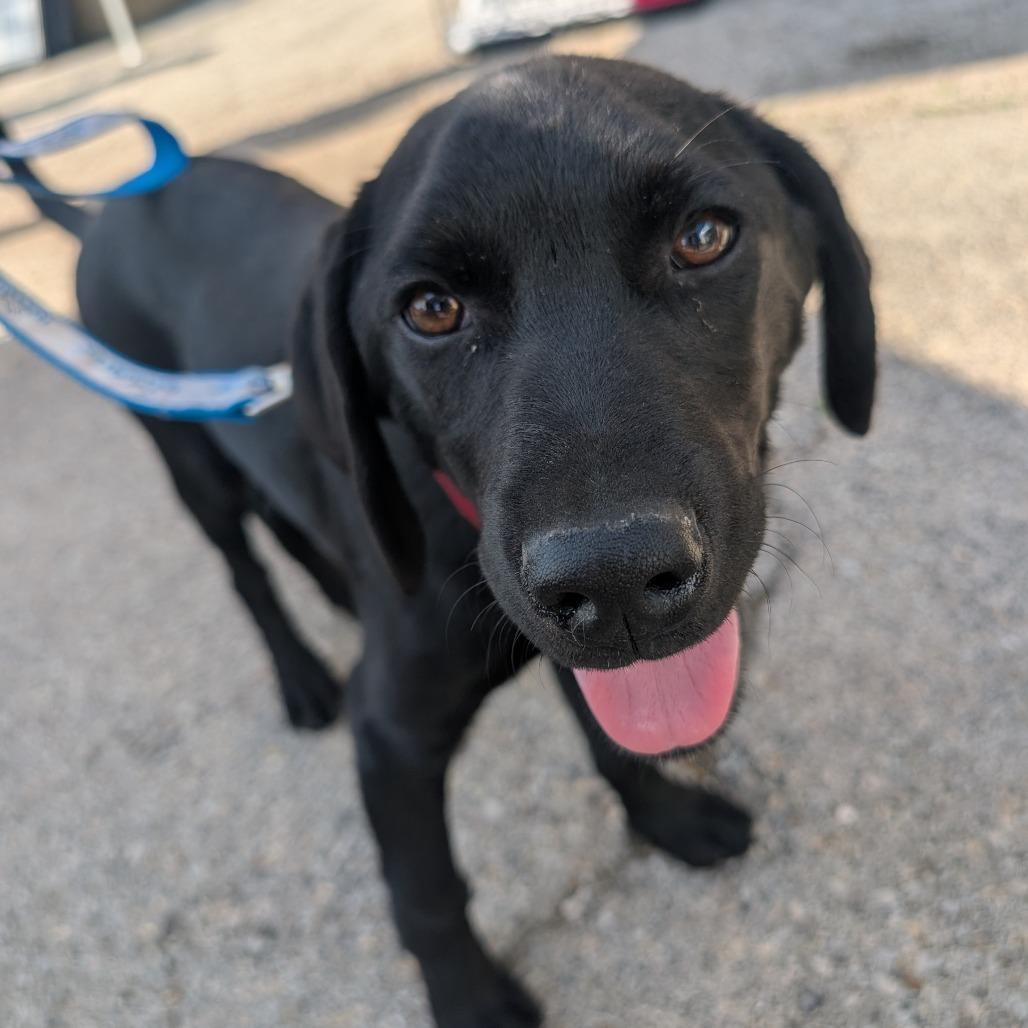 Little pup, Adoptable, Puppy Male Black Labrador Retriever.