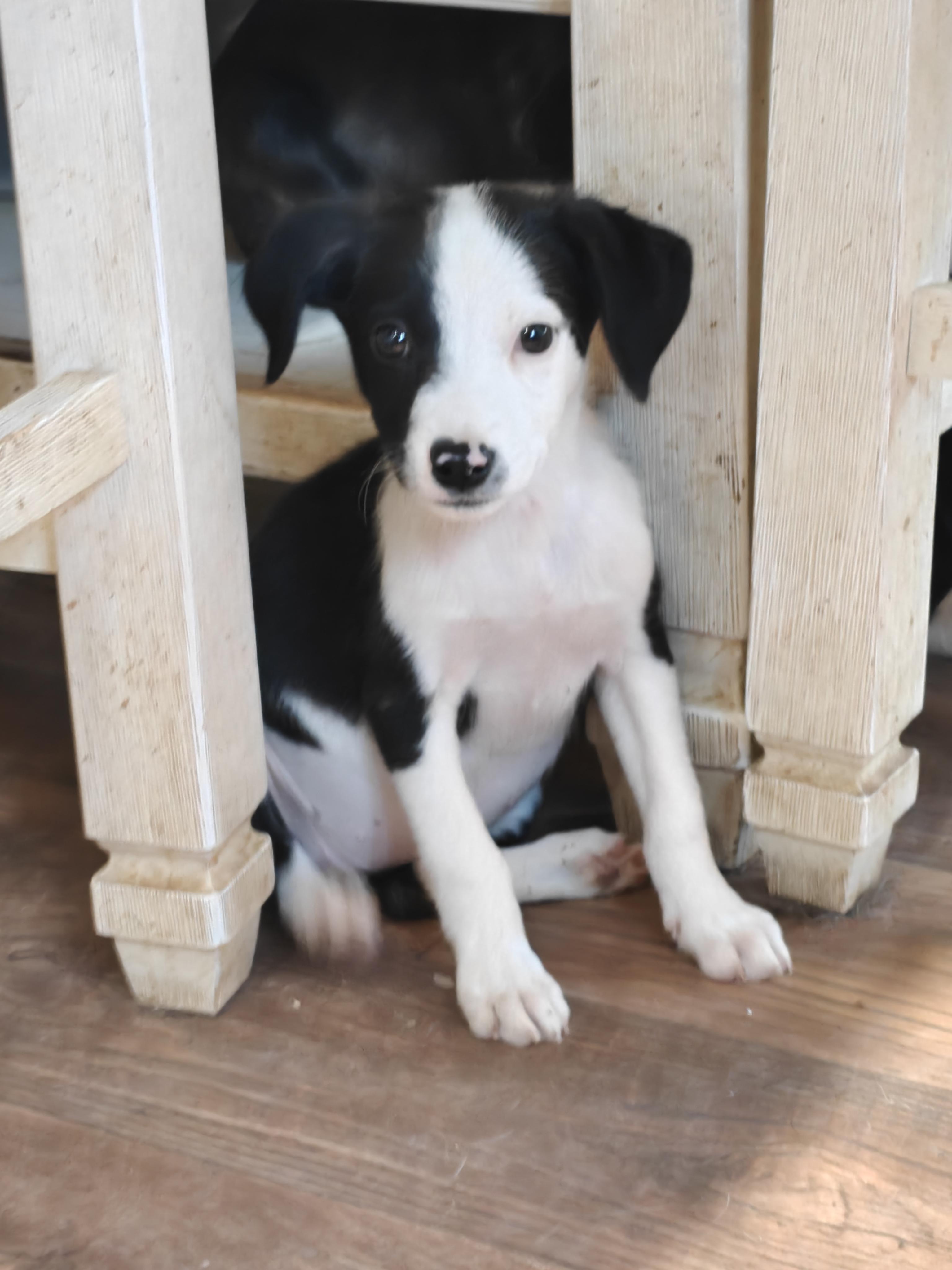 Spirit, adopted, Puppy Female Border Collie.
