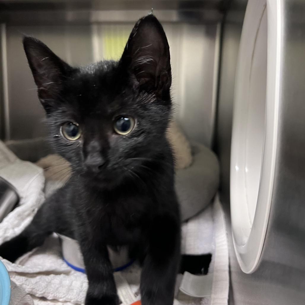 Seafoam, Adoptable, Kitten Male Domestic Short Hair.