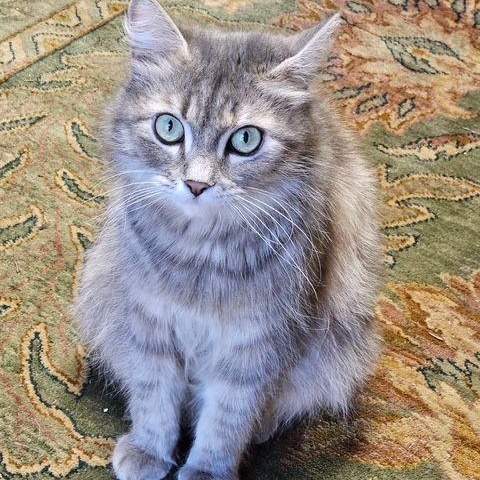 Mable Gray, Adult Female Domestic Medium Hair