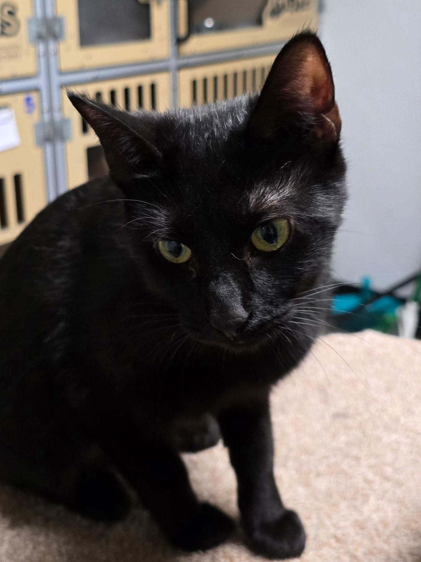 Salem, Adoptable, Adult Male Domestic Short Hair.