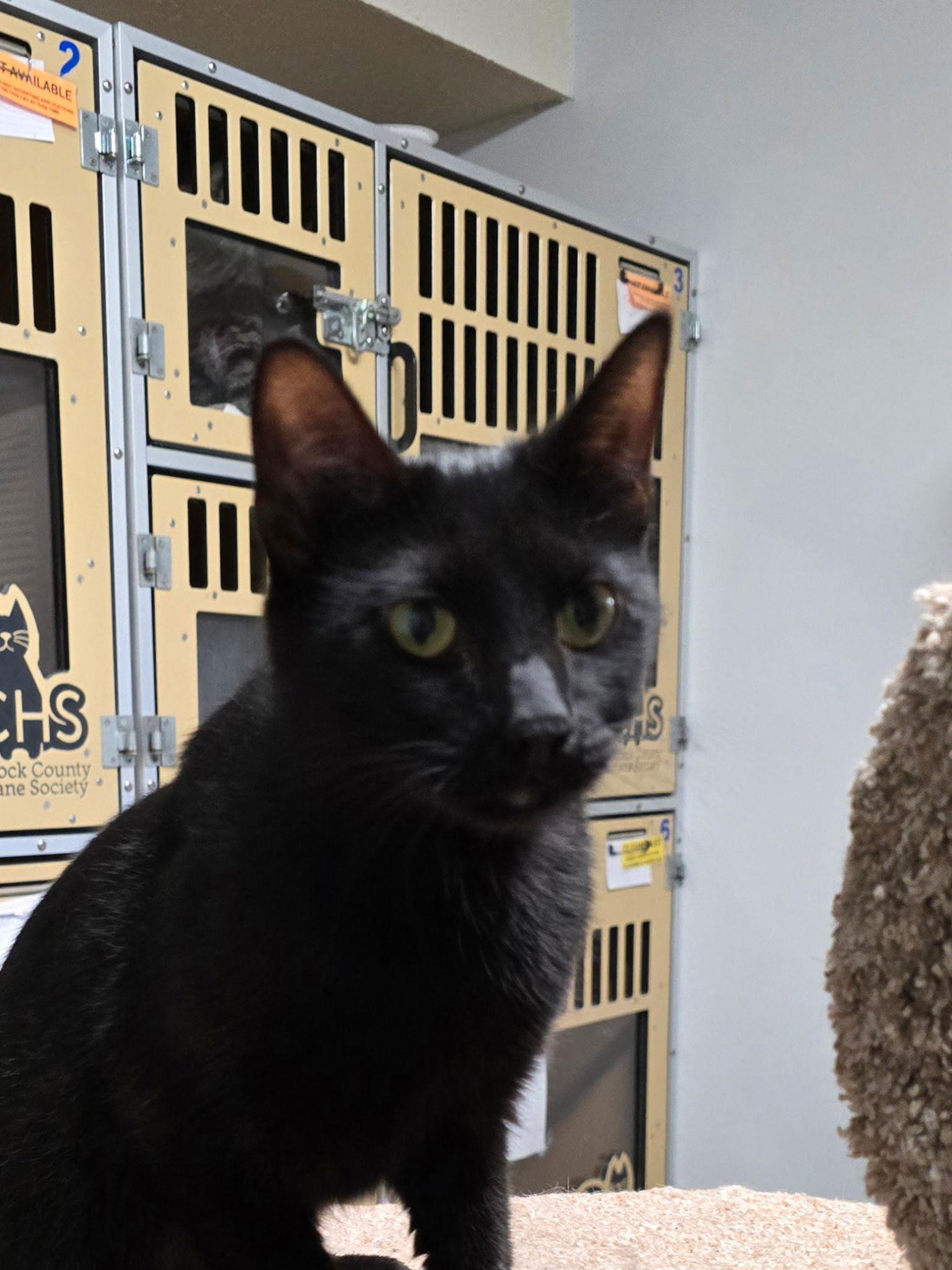 Salem, Adoptable, Adult Male Domestic Short Hair.