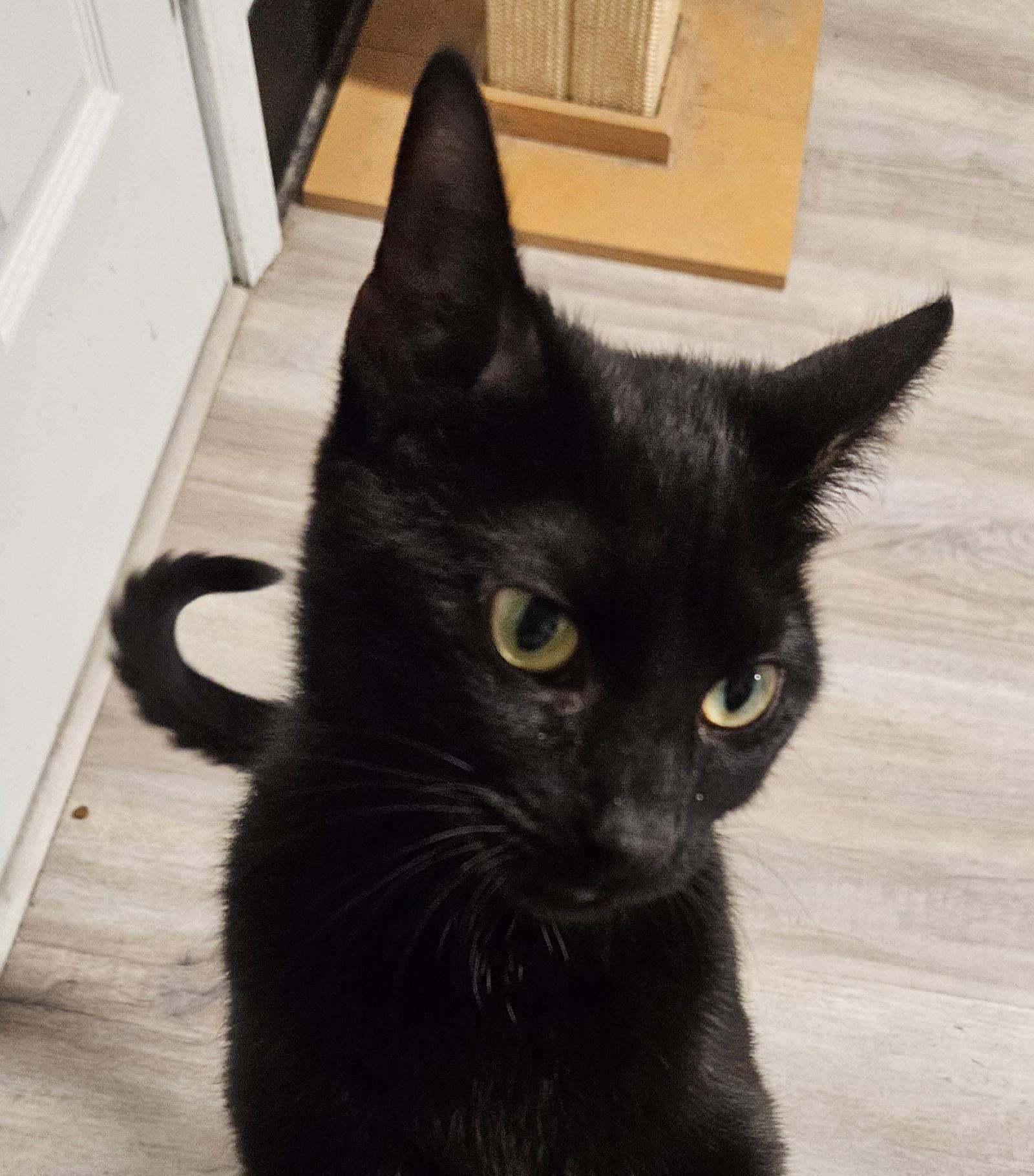 Enlarge Salem, a Adoptable Domestic Short Hair in Greenfield, IN image 2/3