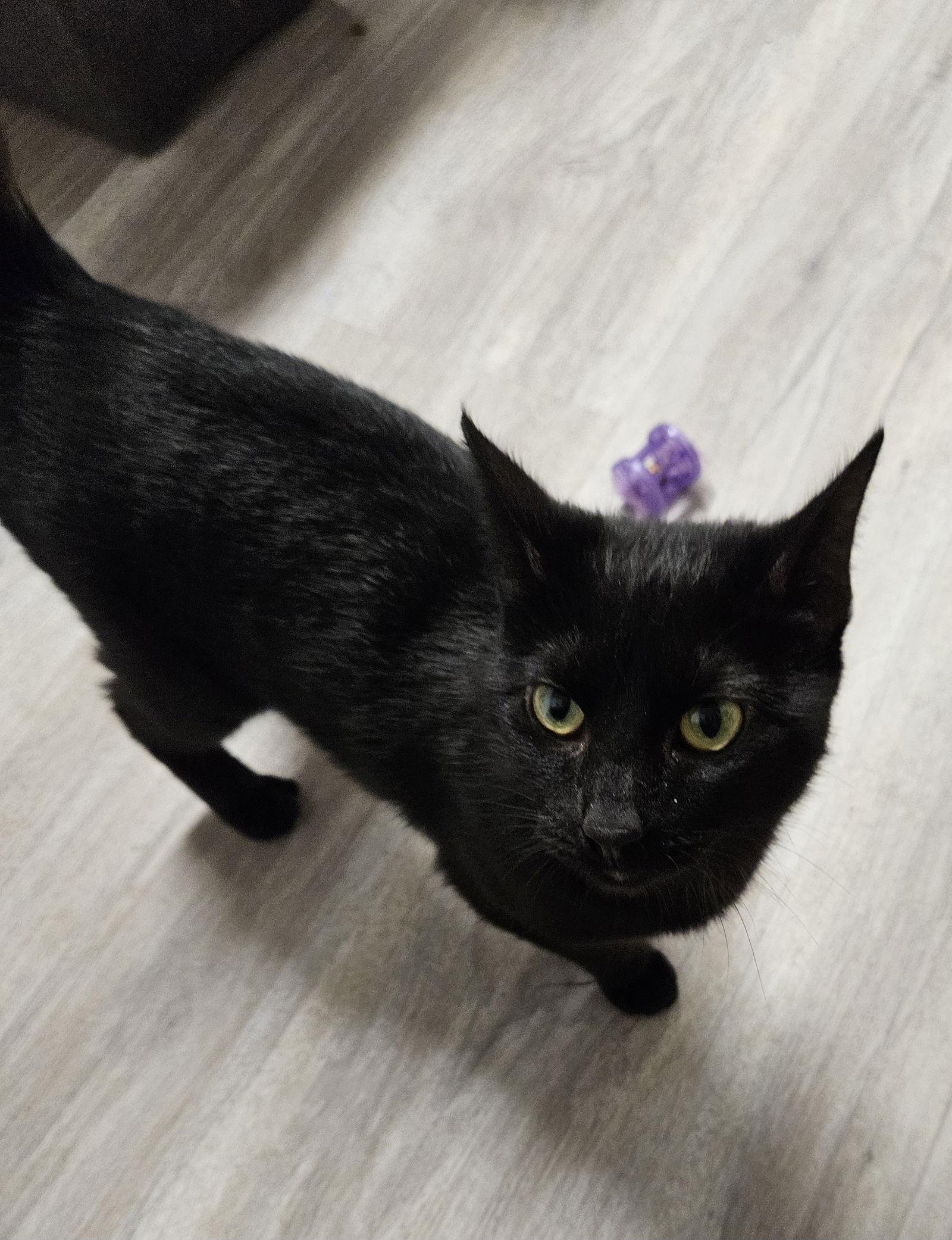 Enlarge Salem, a Adoptable Domestic Short Hair in Greenfield, IN image 3/3