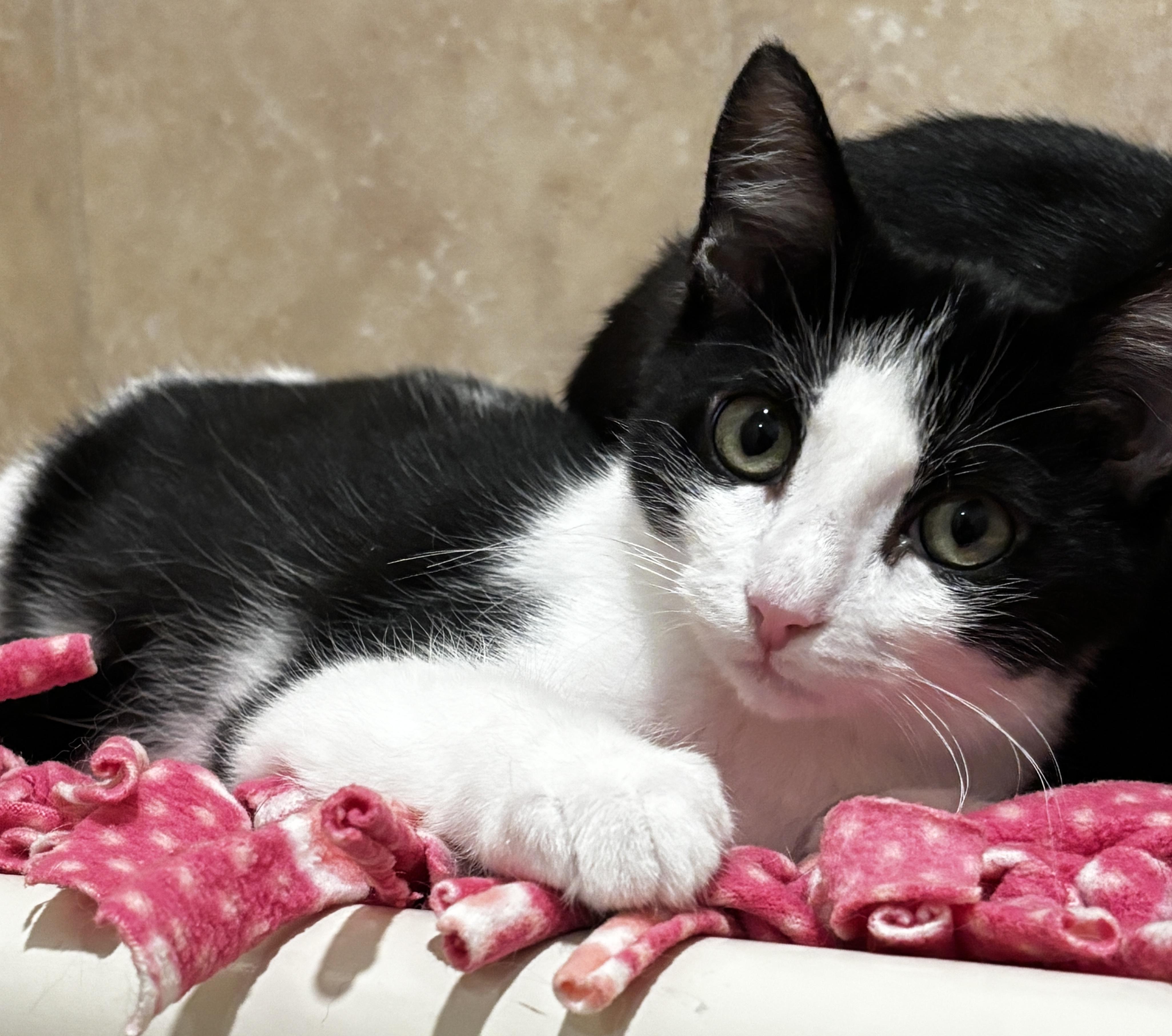 Enlarge Clydesdale, an adopted Domestic Short Hair in Rochester, NY image 1/6