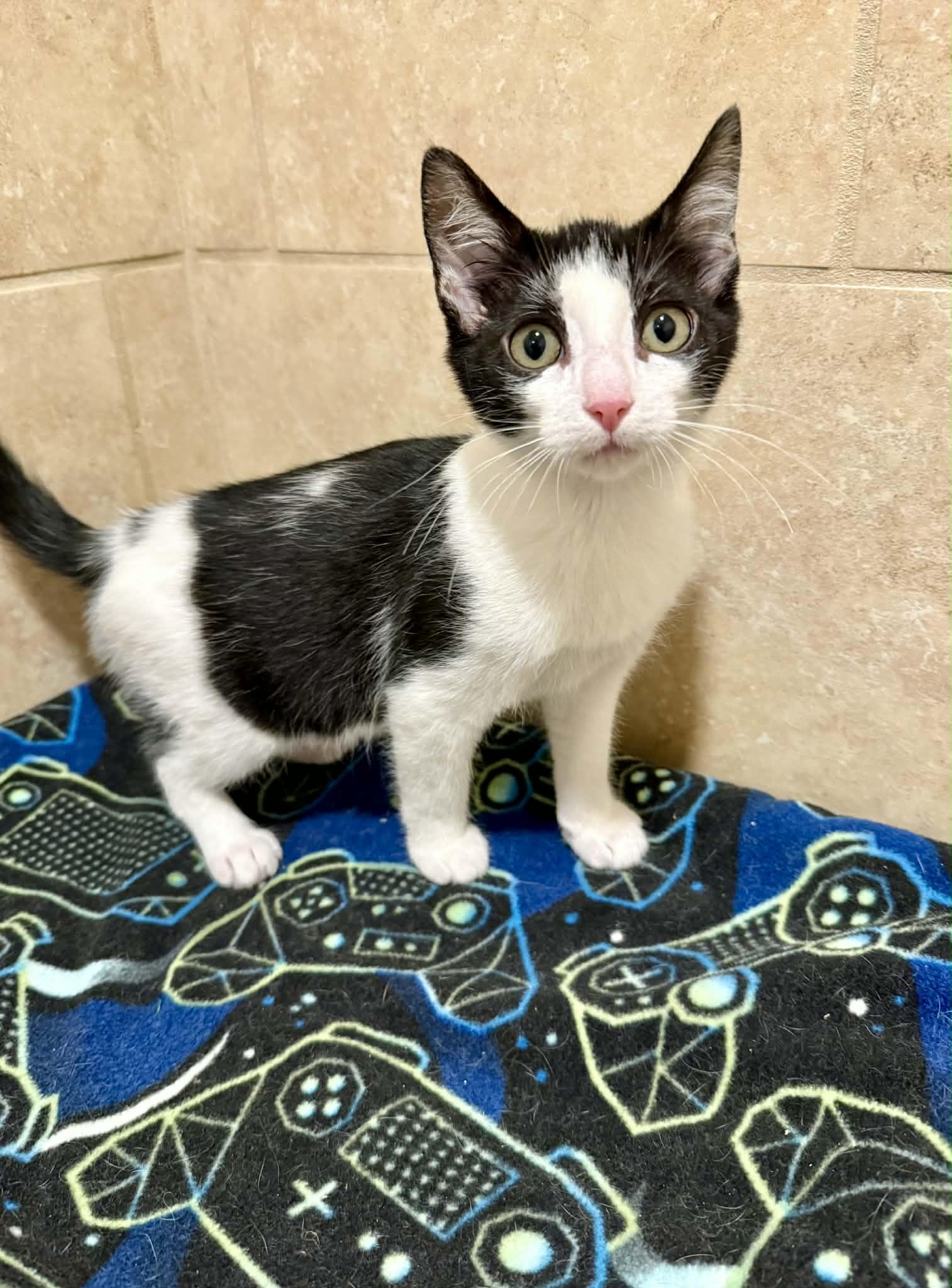 Enlarge Clydesdale, an adopted Domestic Short Hair in Rochester, NY image 2/6