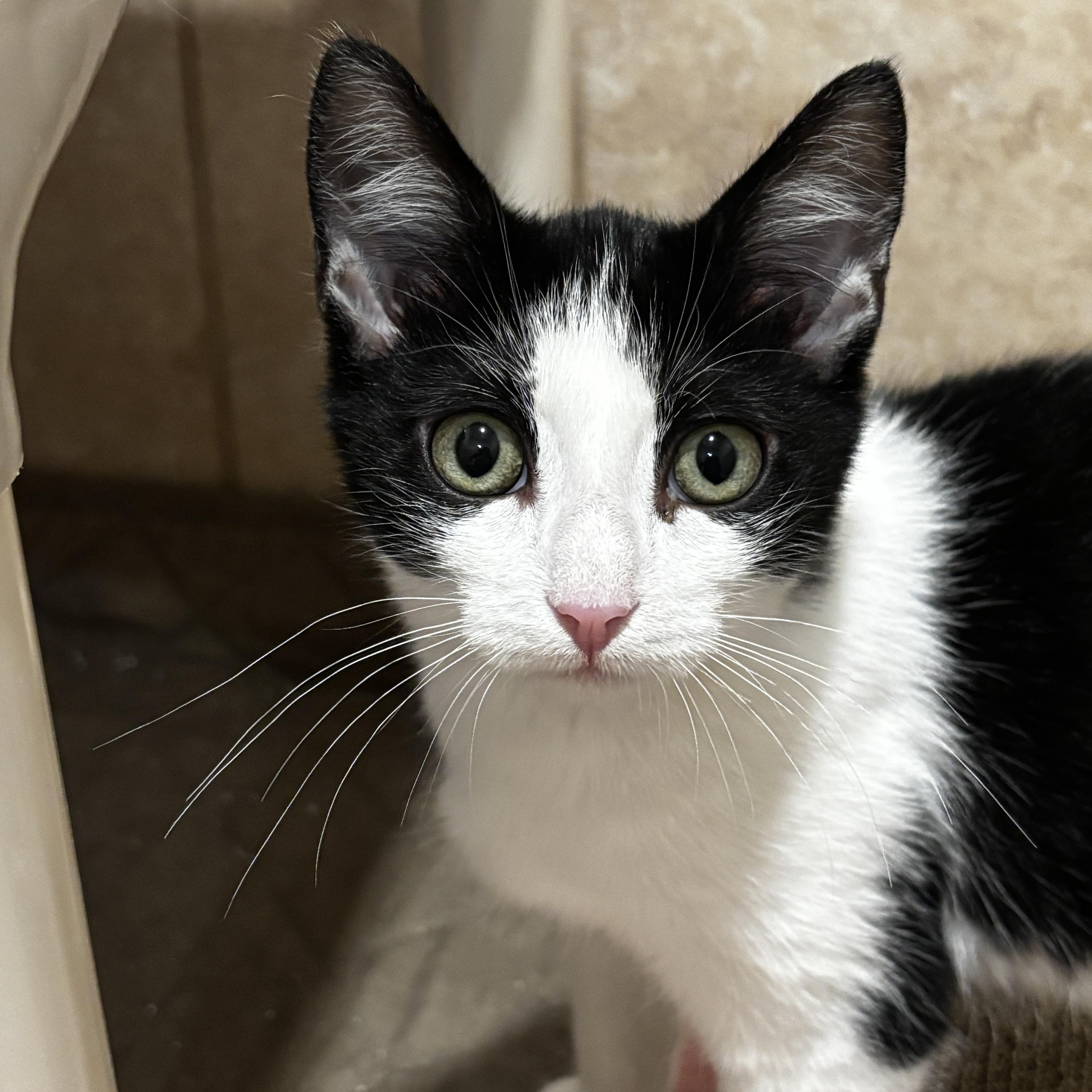 Enlarge Clydesdale, an adopted Domestic Short Hair in Rochester, NY image 3/6