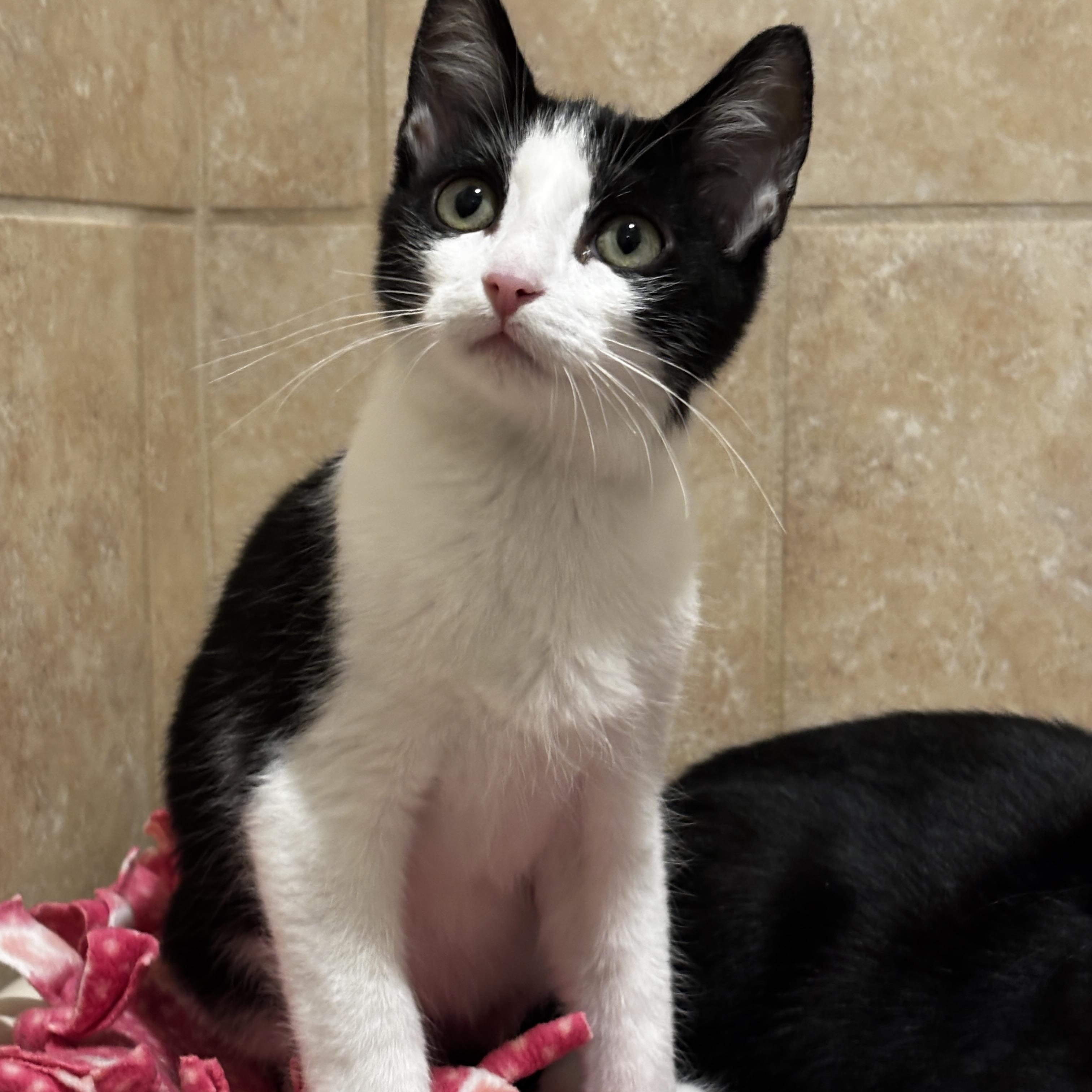 Enlarge Clydesdale, an adopted Domestic Short Hair in Rochester, NY image 4/6