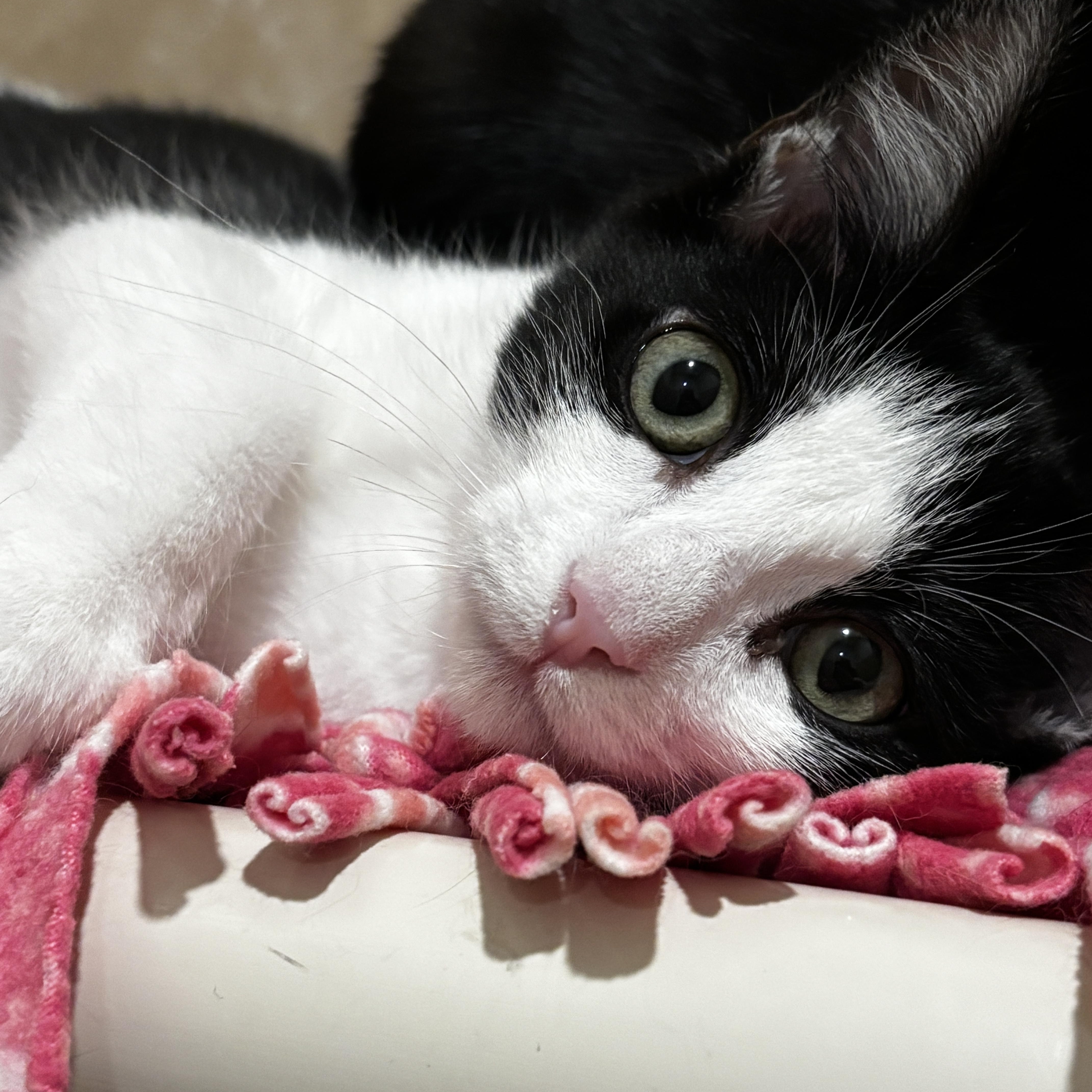 Enlarge Clydesdale, an adopted Domestic Short Hair in Rochester, NY image 6/6