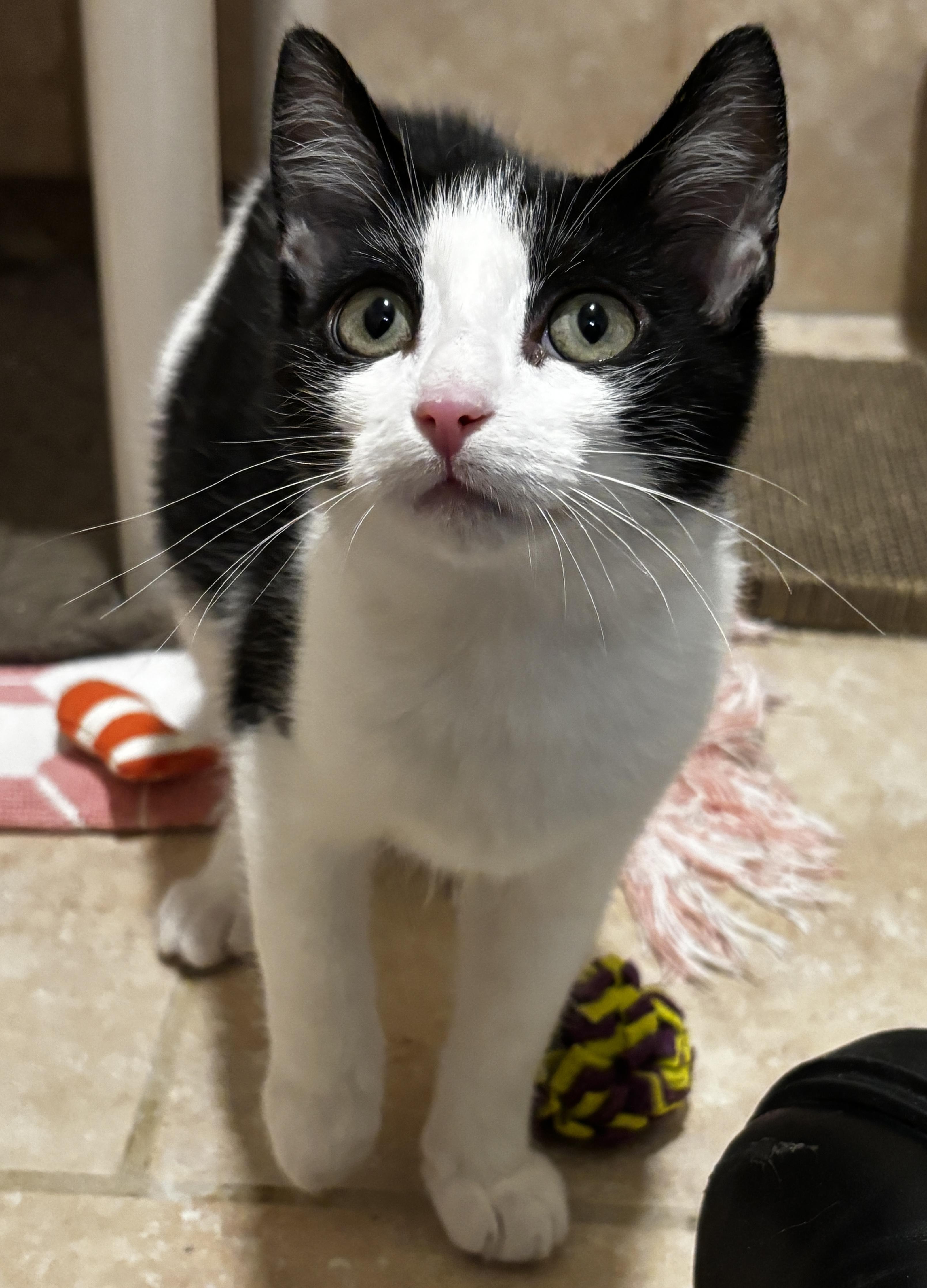 Enlarge Clydesdale, an adopted Domestic Short Hair in Rochester, NY image 5/6