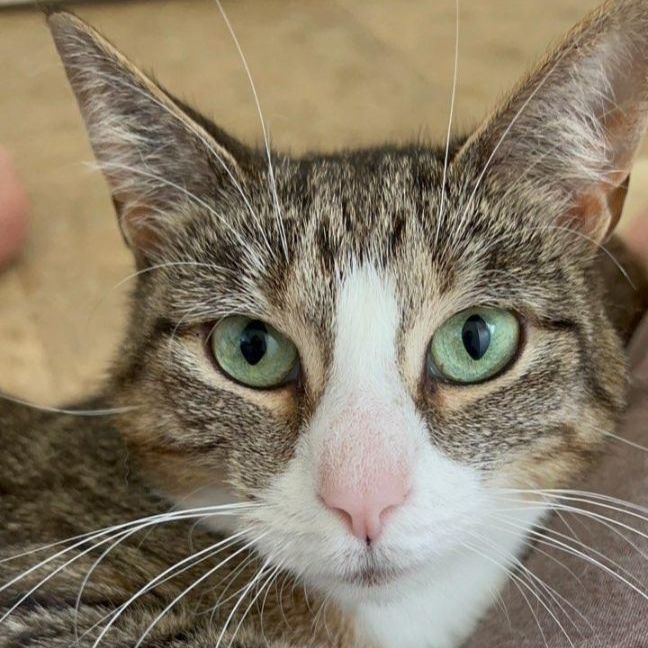 Trixie , a Adoptable Domestic Short Hair in Woodbridge, NJ image 1/6