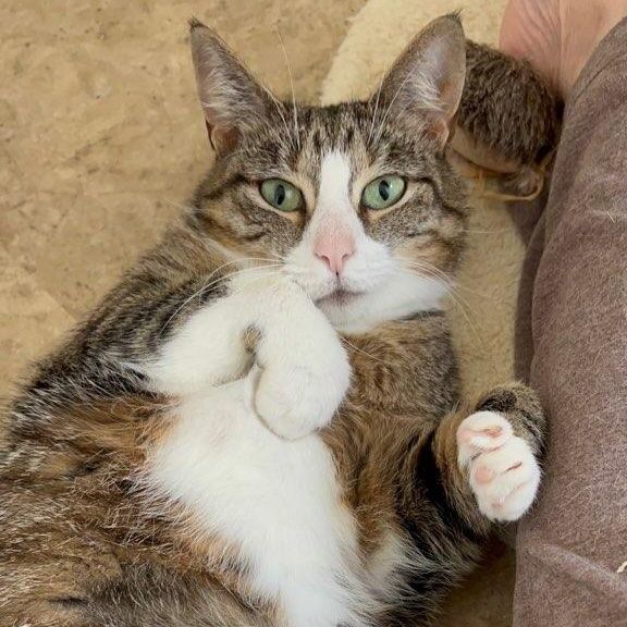 Trixie , a Adoptable Domestic Short Hair in Woodbridge, NJ image 2/6