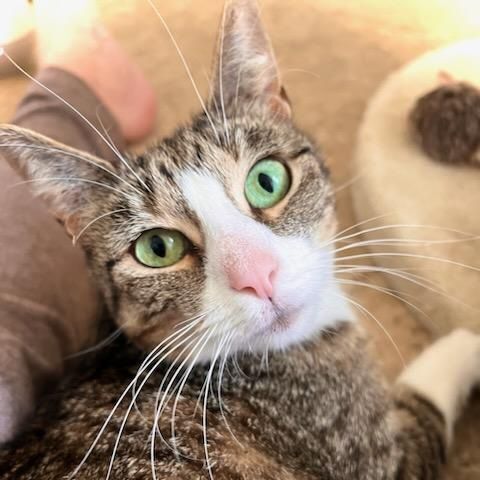 Trixie , a Adoptable Domestic Short Hair in Woodbridge, NJ image 3/6