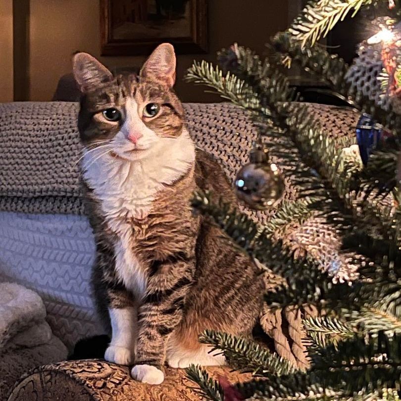 Trixie , a Adoptable Domestic Short Hair in Woodbridge, NJ image 4/6