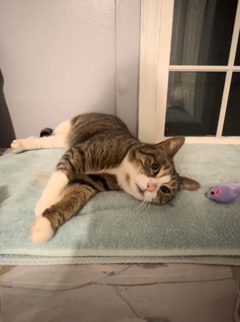 Trixie , a Adoptable Domestic Short Hair in Woodbridge, NJ image 5/6