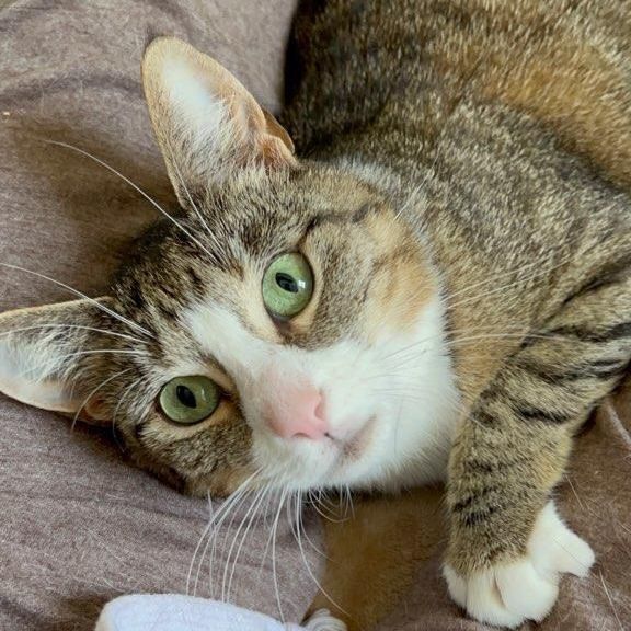 Trixie , a Adoptable Domestic Short Hair in Woodbridge, NJ image 6/6