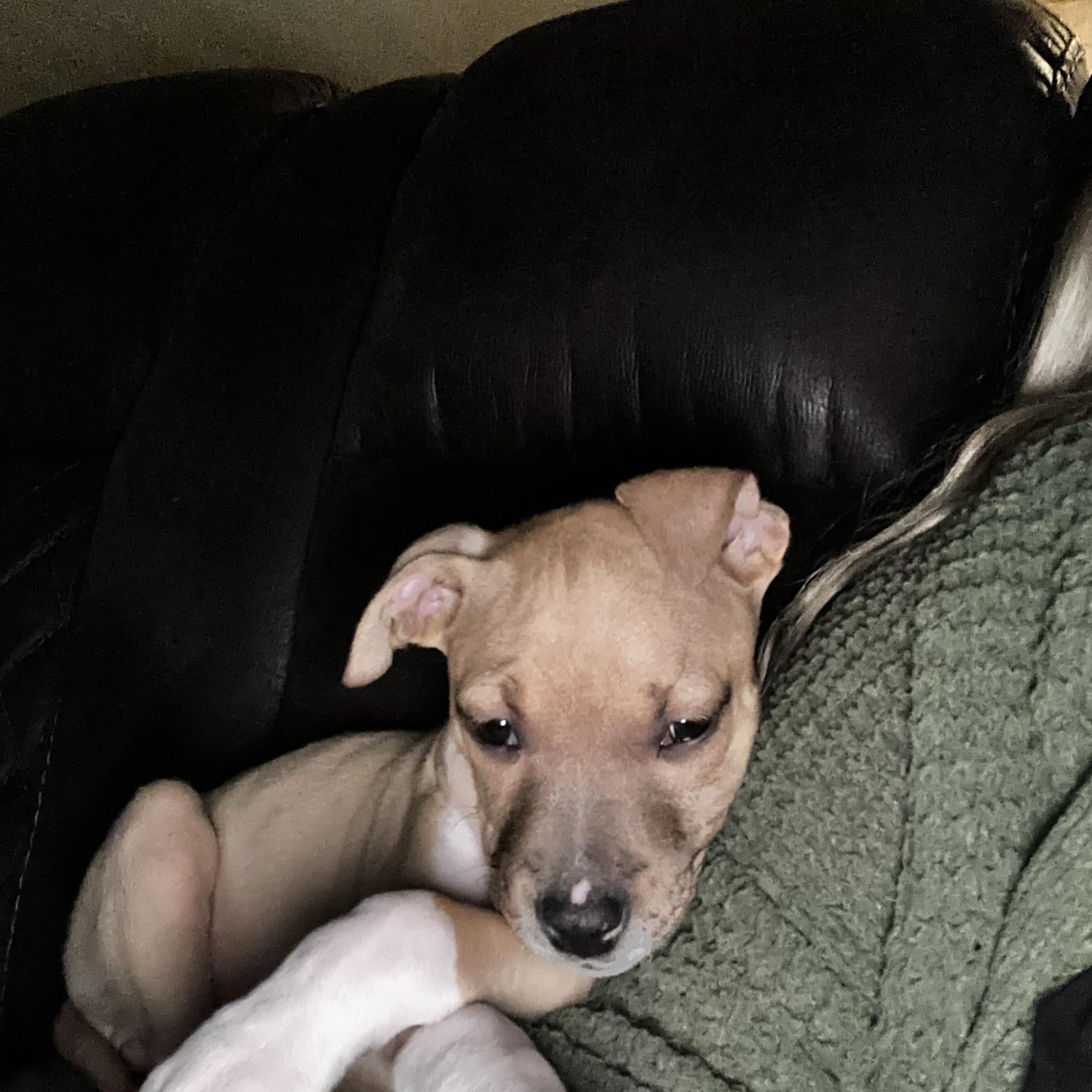 Enlarge June, an adopted mixed breed in Kannapolis, NC image 5/5