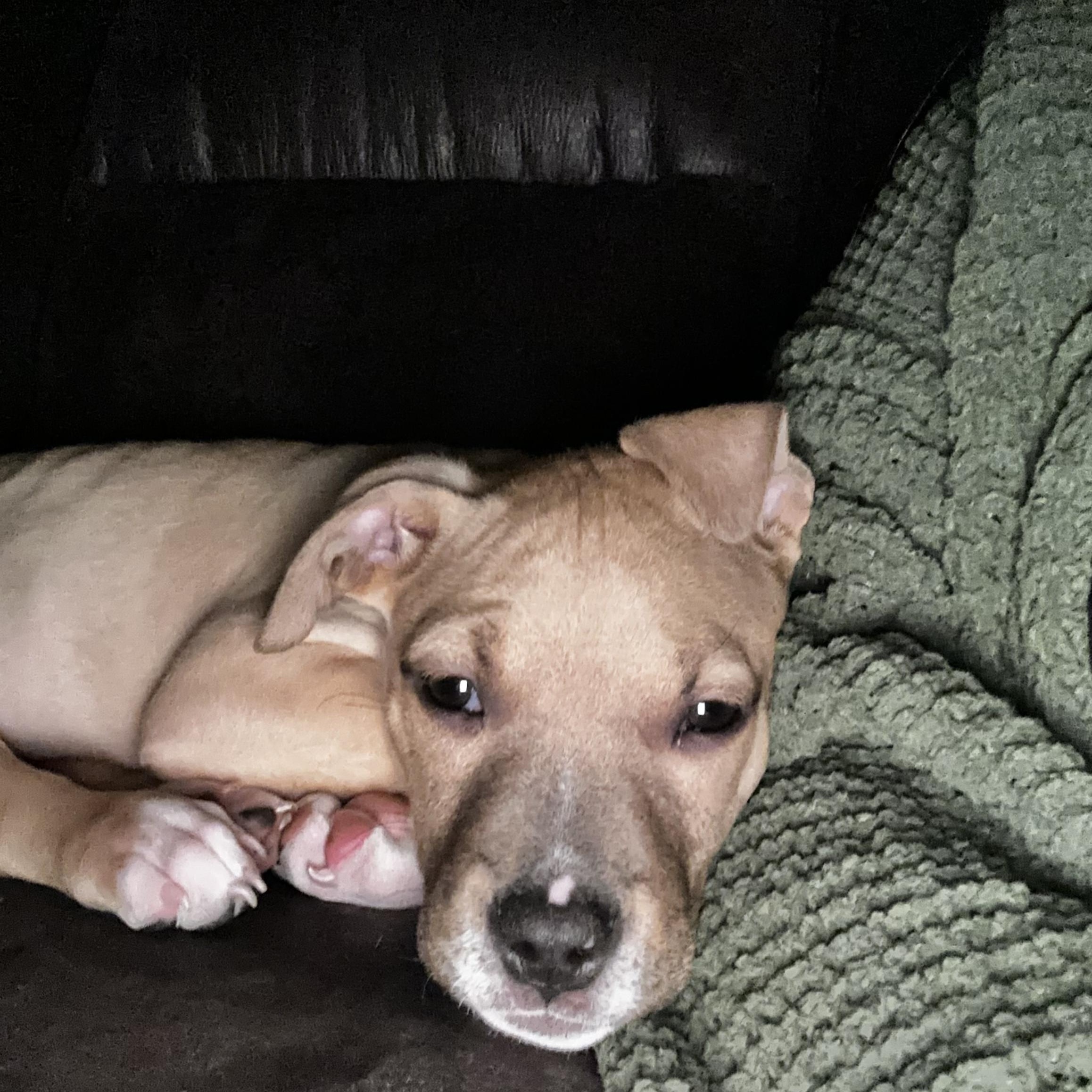 Enlarge June, an adopted mixed breed in Kannapolis, NC image 2/5