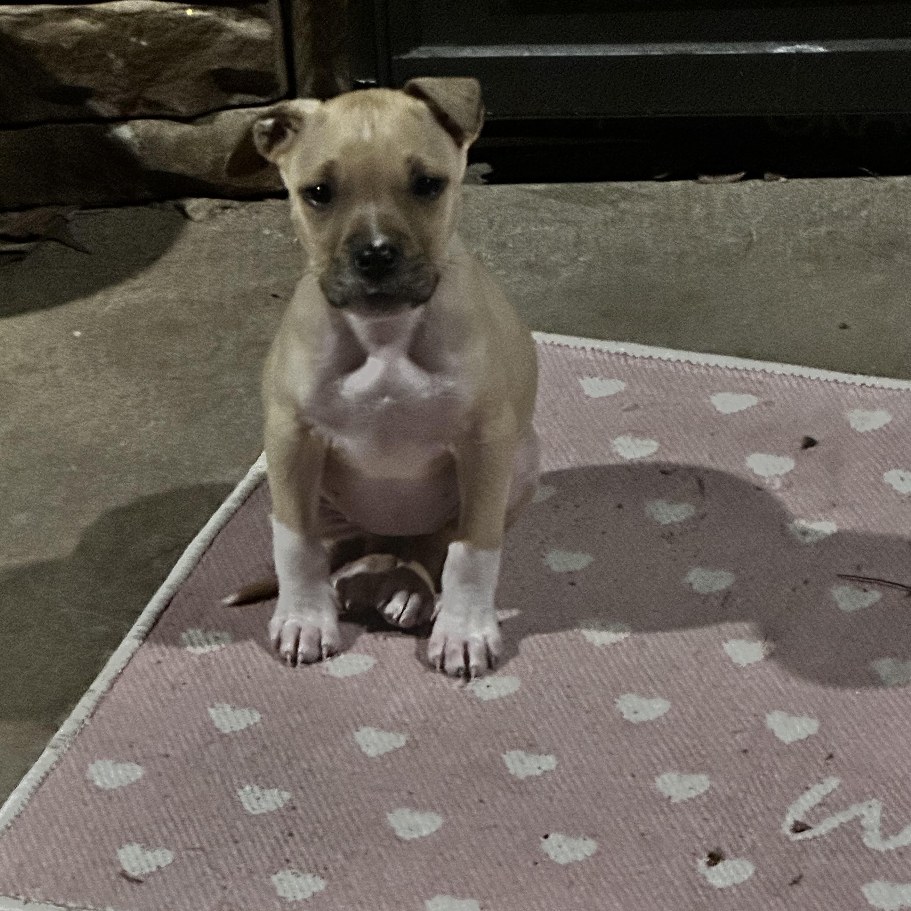 Enlarge June, an adopted mixed breed in Kannapolis, NC image 4/5