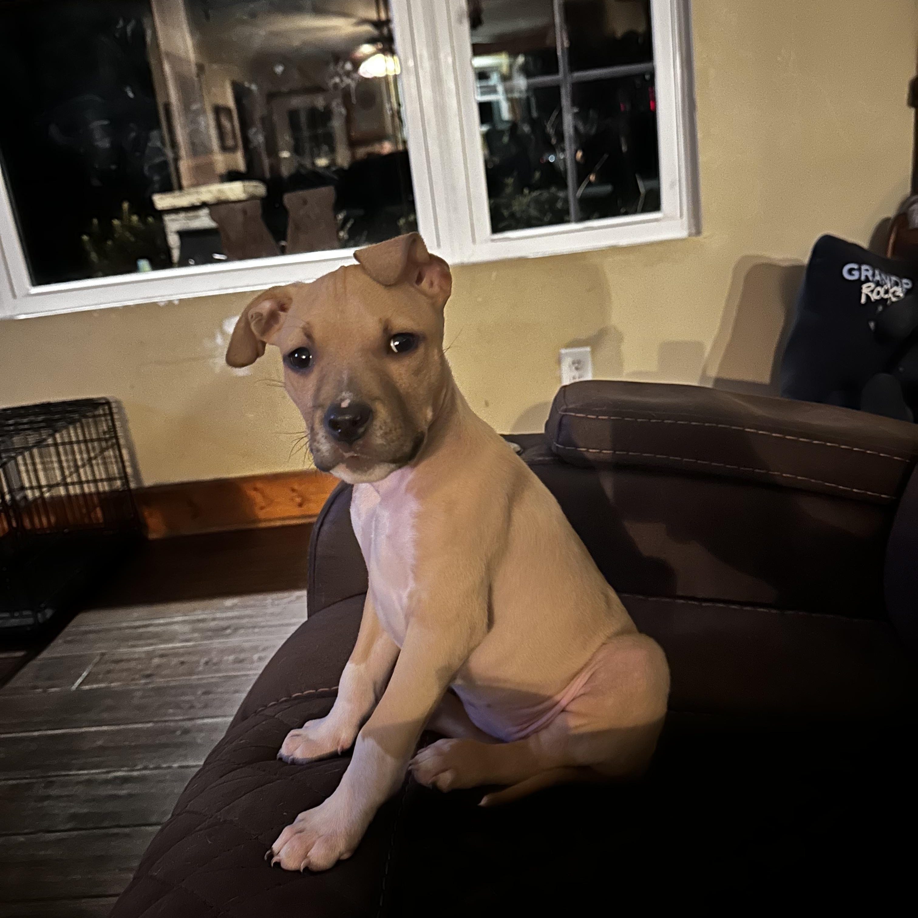 Enlarge June, an adopted mixed breed in Kannapolis, NC image 1/5