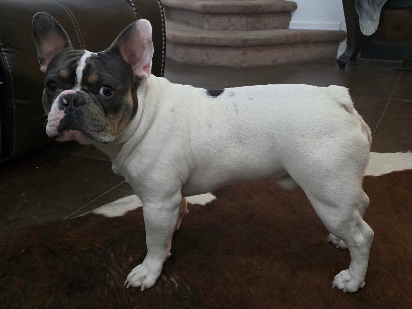 Enlarge Charlie, an adopted French Bulldog in Las Vegas, NV image 3/4